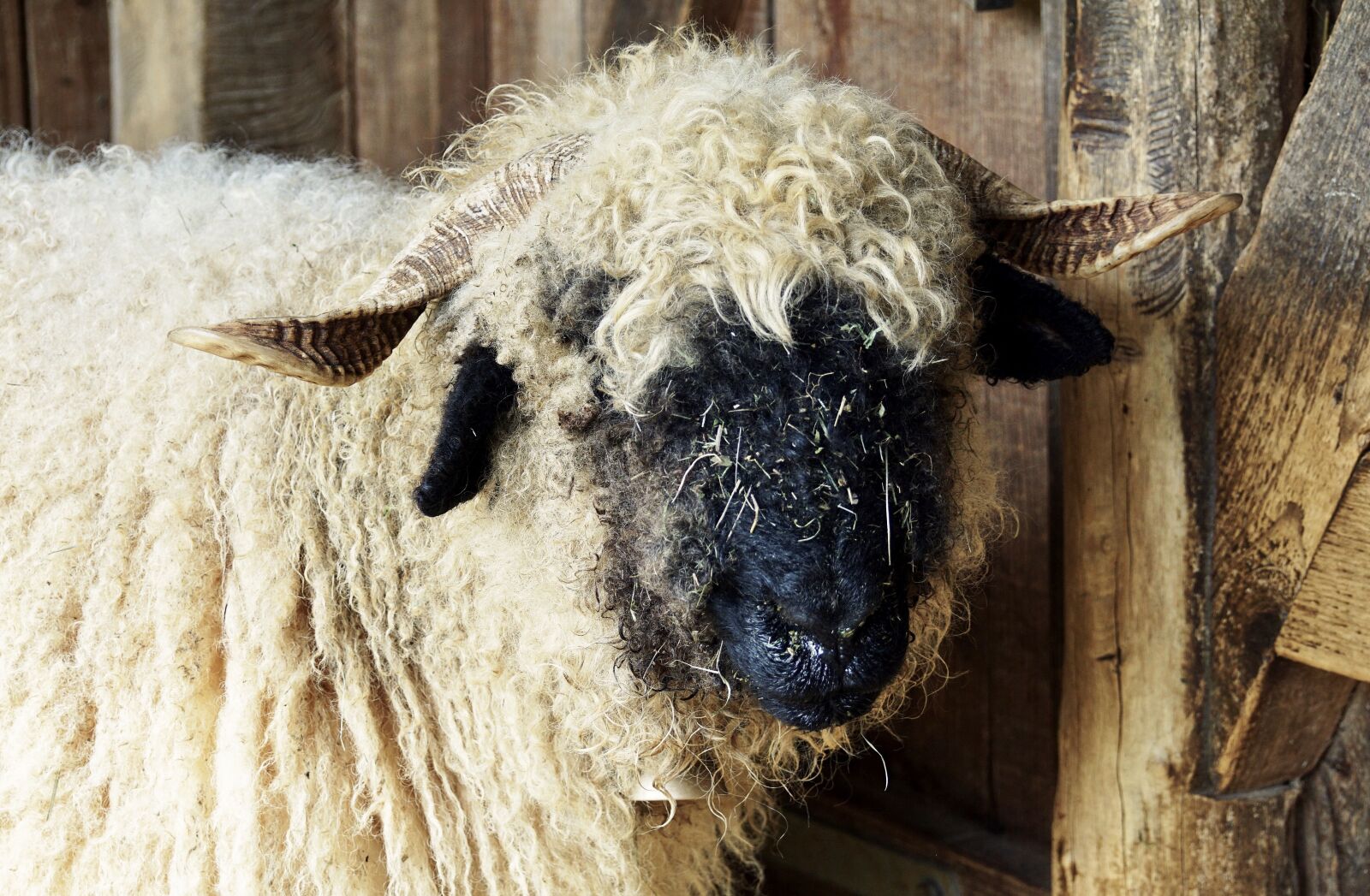 Sony DT 55-300mm F4.5-5.6 SAM sample photo. Black nosed sheep, sheep photography