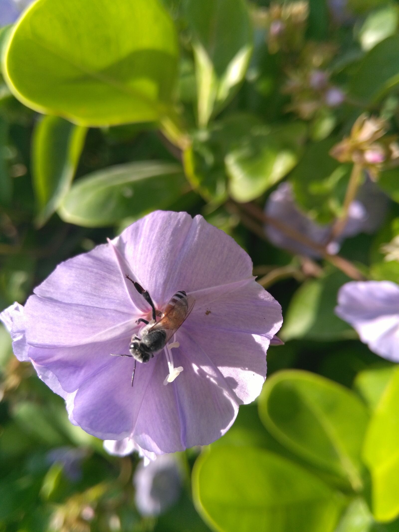 HUAWEI Honor 5X sample photo. Flowers, honey bee, natural photography