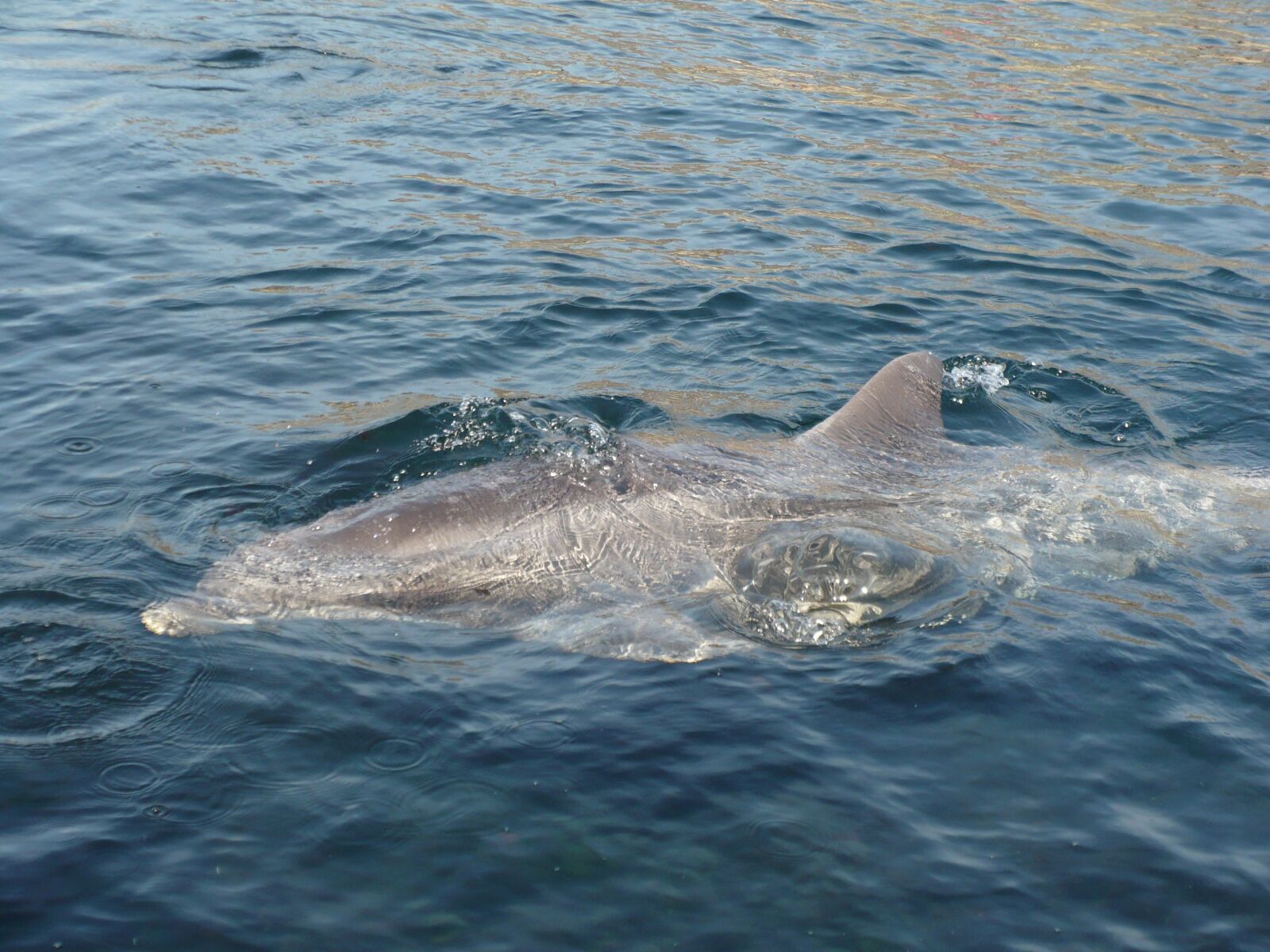 Panasonic DMC-LZ6 sample photo. Dolphinarium, tourism, dolphin photography
