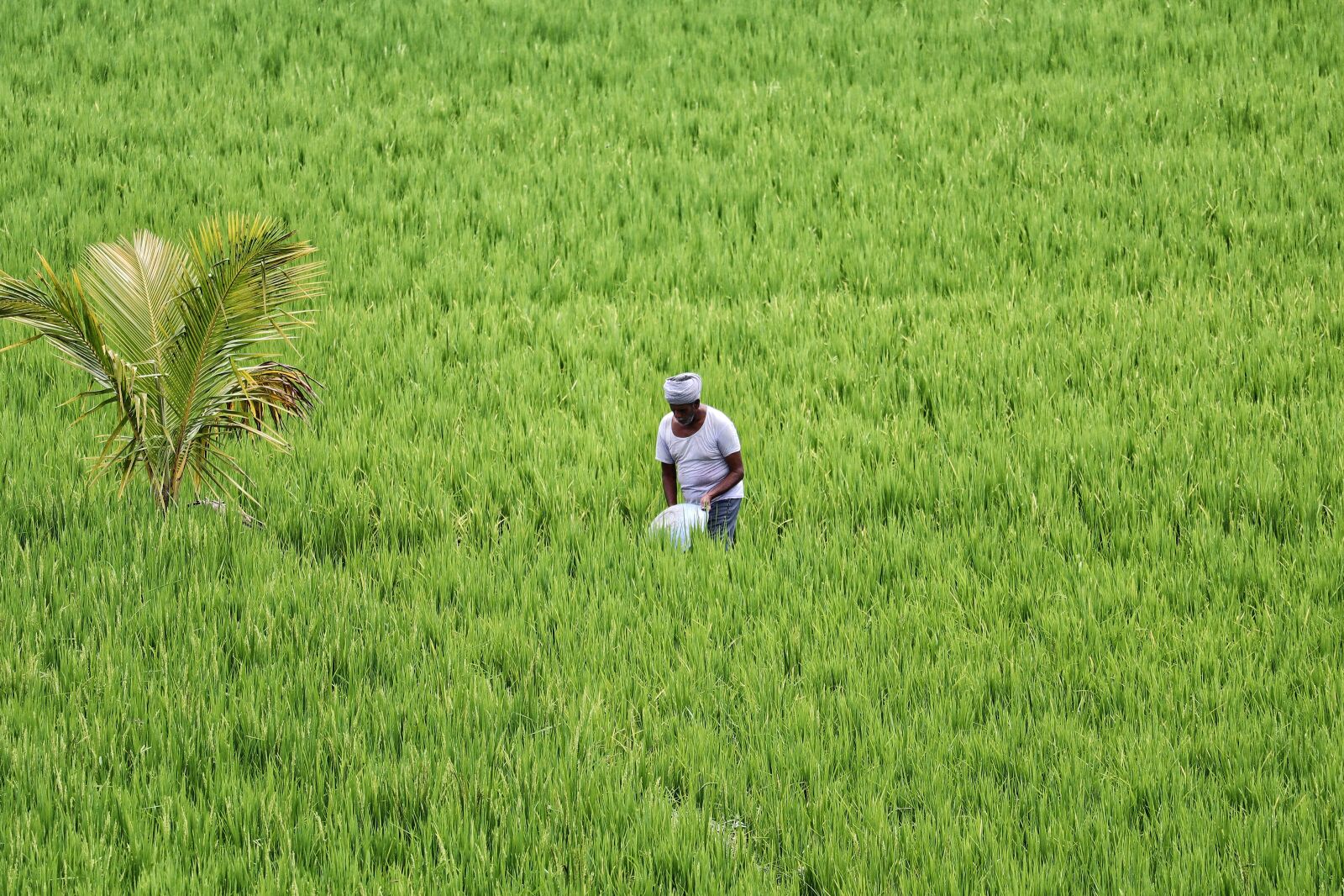 Canon EOS M50 (EOS Kiss M) sample photo. Paddy, india, agricultural workers photography