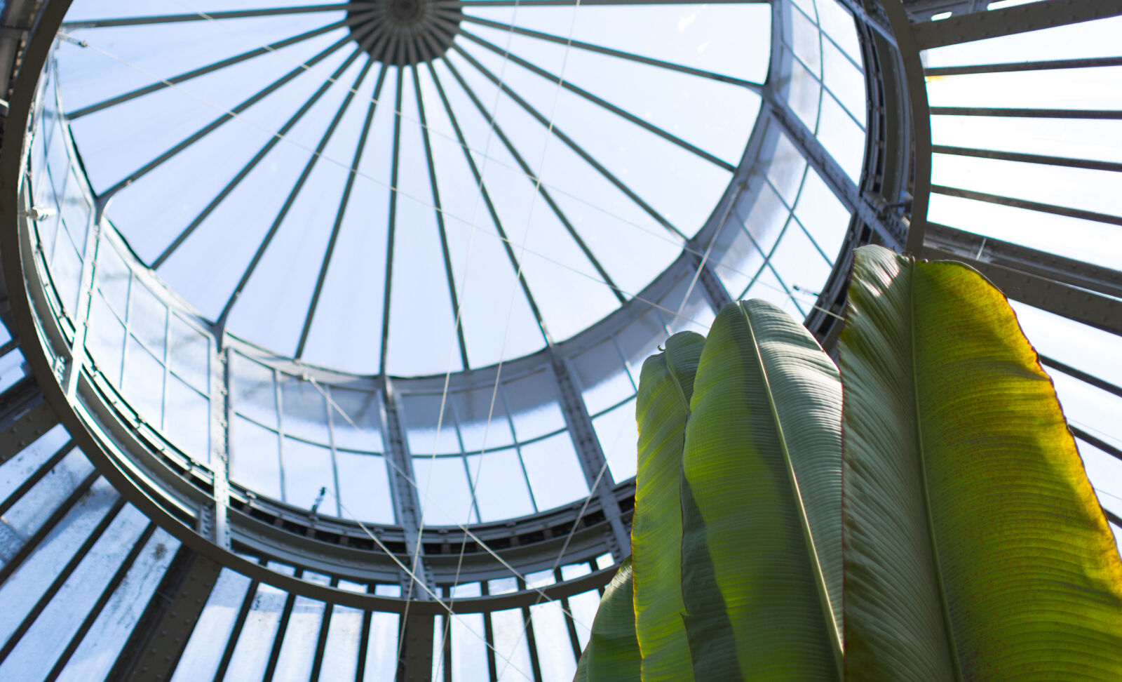 Canon EF 50mm F1.2L USM sample photo. Architecture, botanic, dome, garden photography