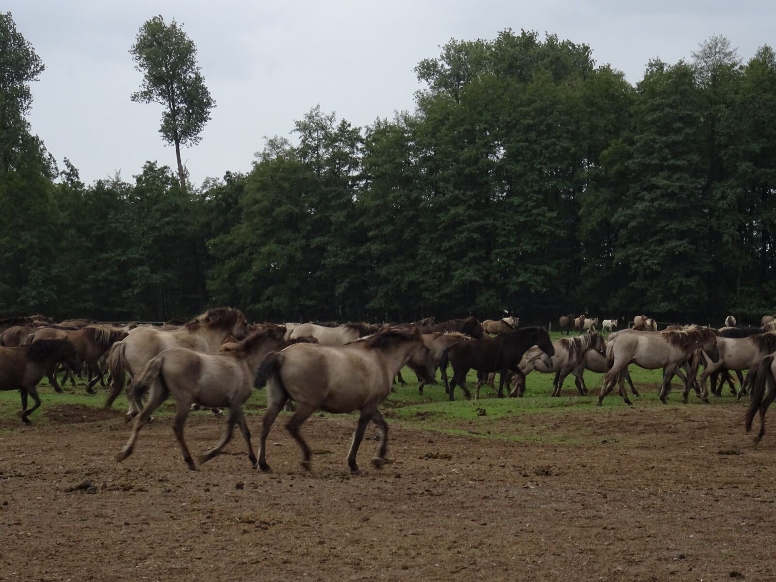 Sony DSC-HX60 sample photo. Wild horses, d lmen photography