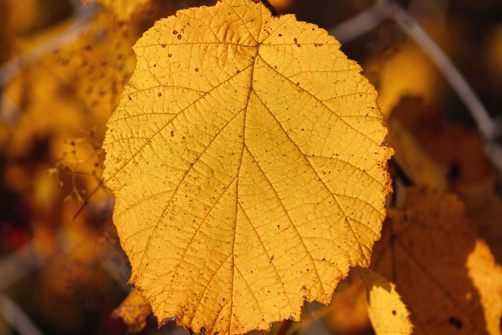 Canon EOS 1100D (EOS Rebel T3 / EOS Kiss X50) sample photo. Leaf, structure, veins photography