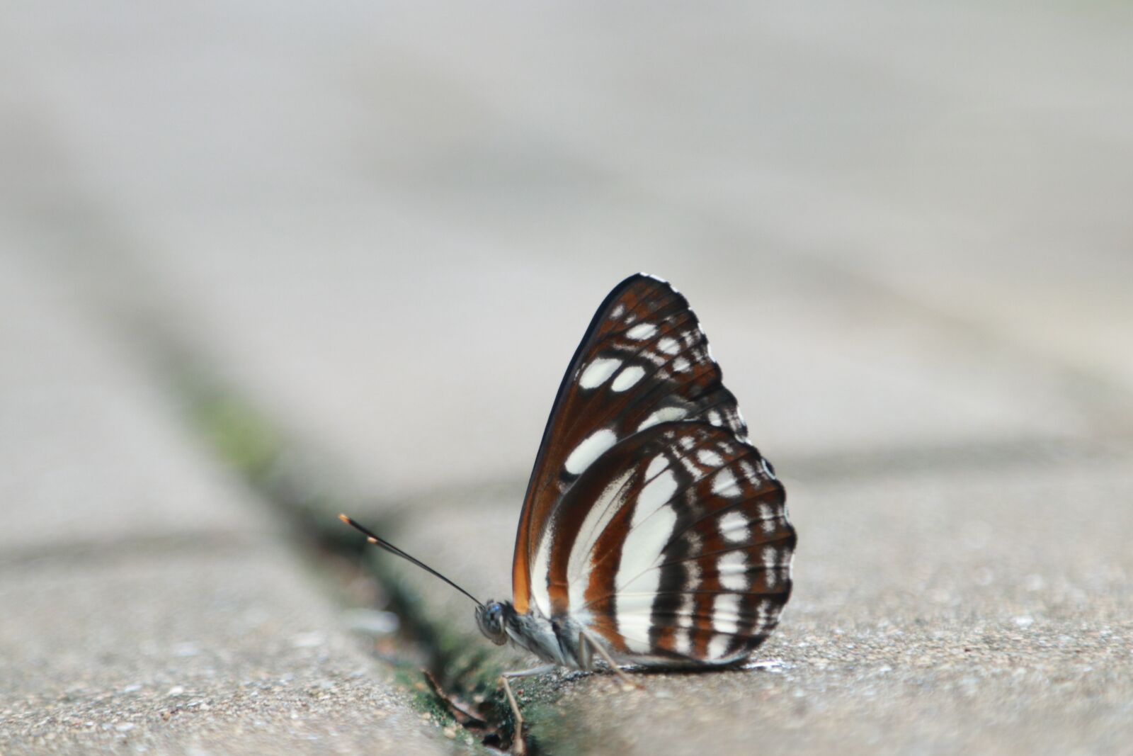 Canon EOS 80D + Canon EF 24-105mm F4L IS USM sample photo. Butterfly, flying, ghost tiger photography