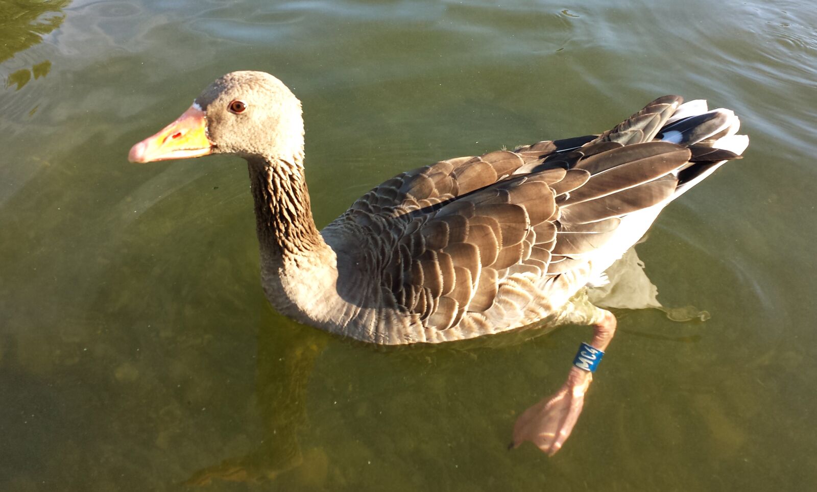 Samsung Galaxy S4 sample photo. Duck, water bird, animal photography