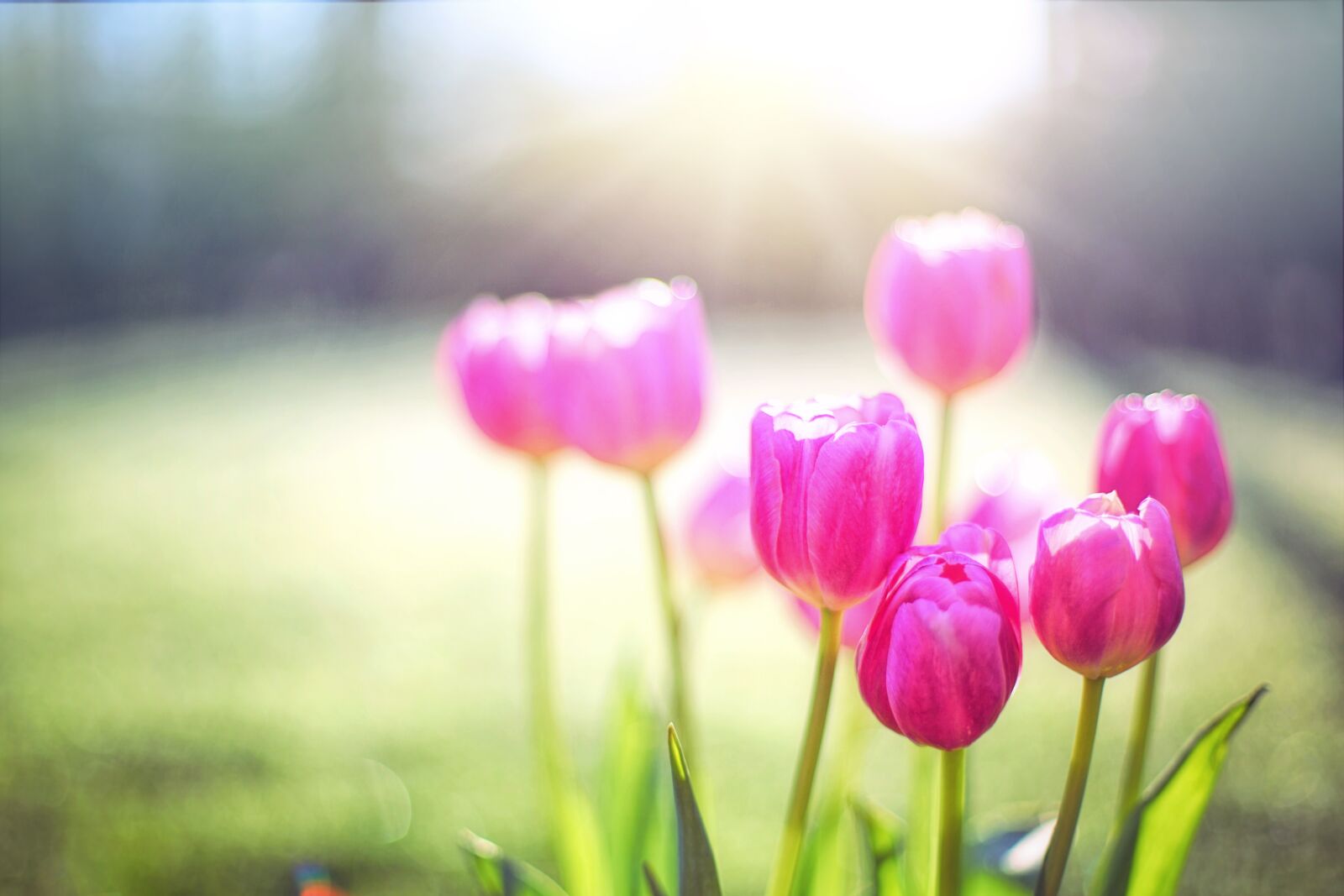Canon EF 50mm F1.4 USM sample photo. Tulips, pink, spring photography