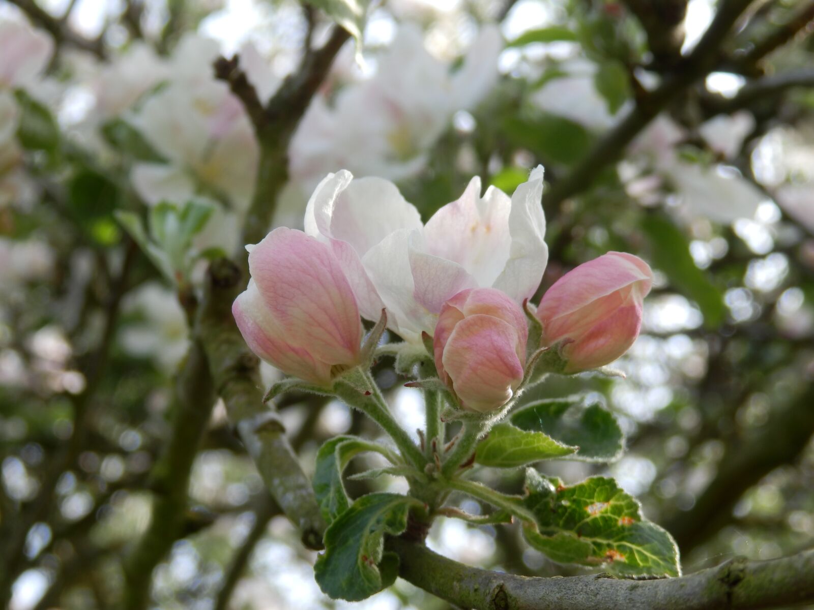 Olympus SZ-31MR sample photo. Apple, blossom, tree photography