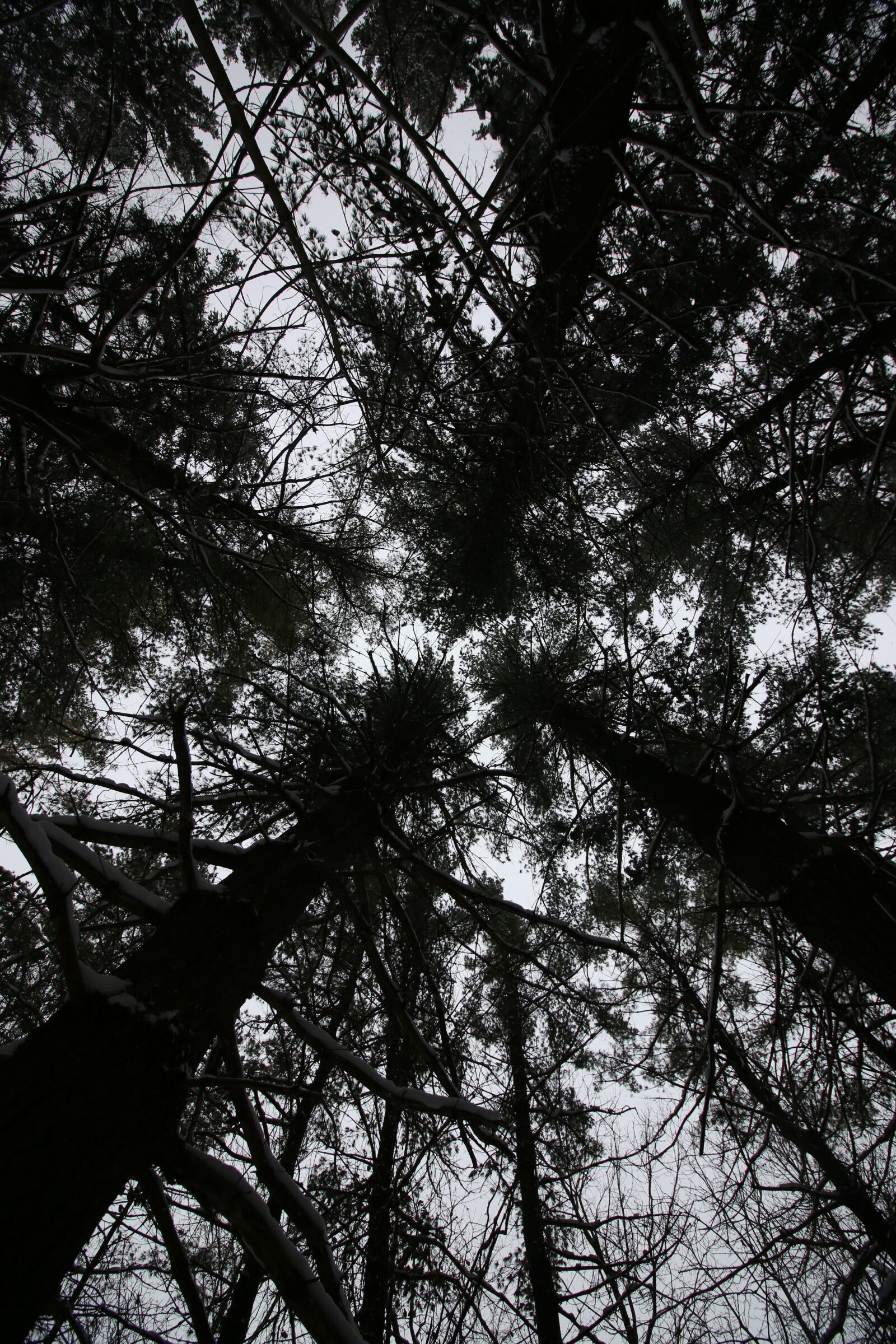 Canon EOS 70D sample photo. Trees, dark, tall looking photography