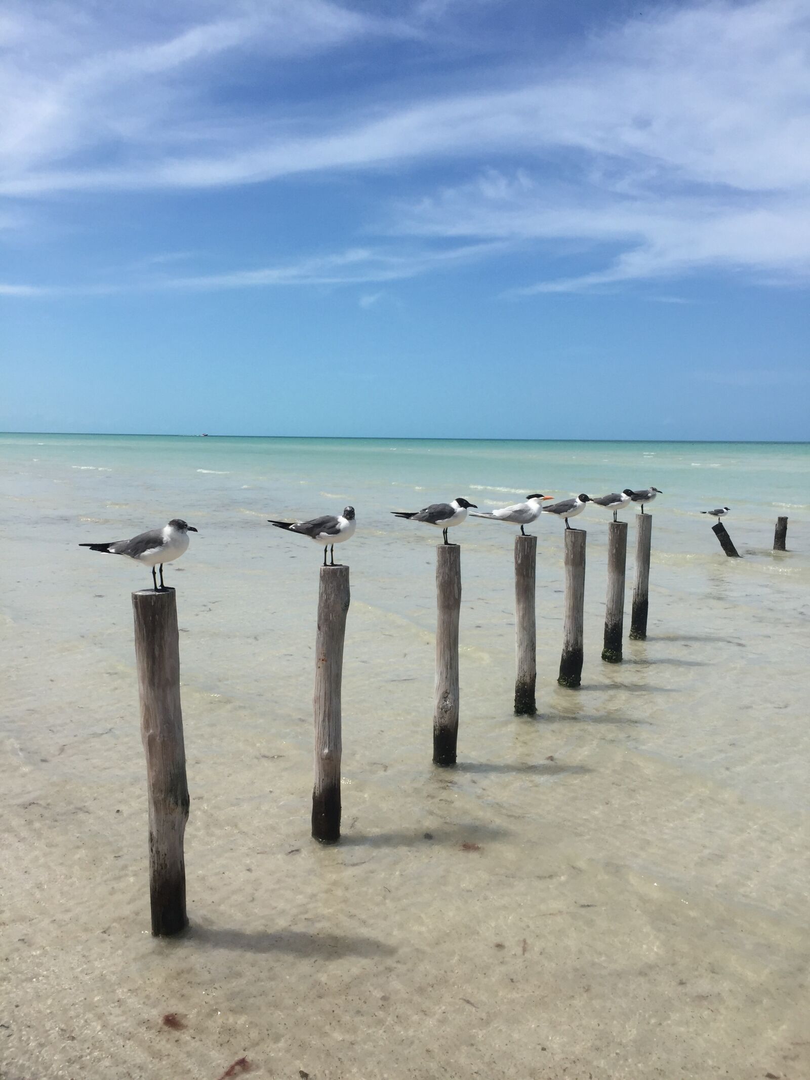 iPhone 6 back camera 4.15mm f/2.2 sample photo. Ocean, sea, birds photography