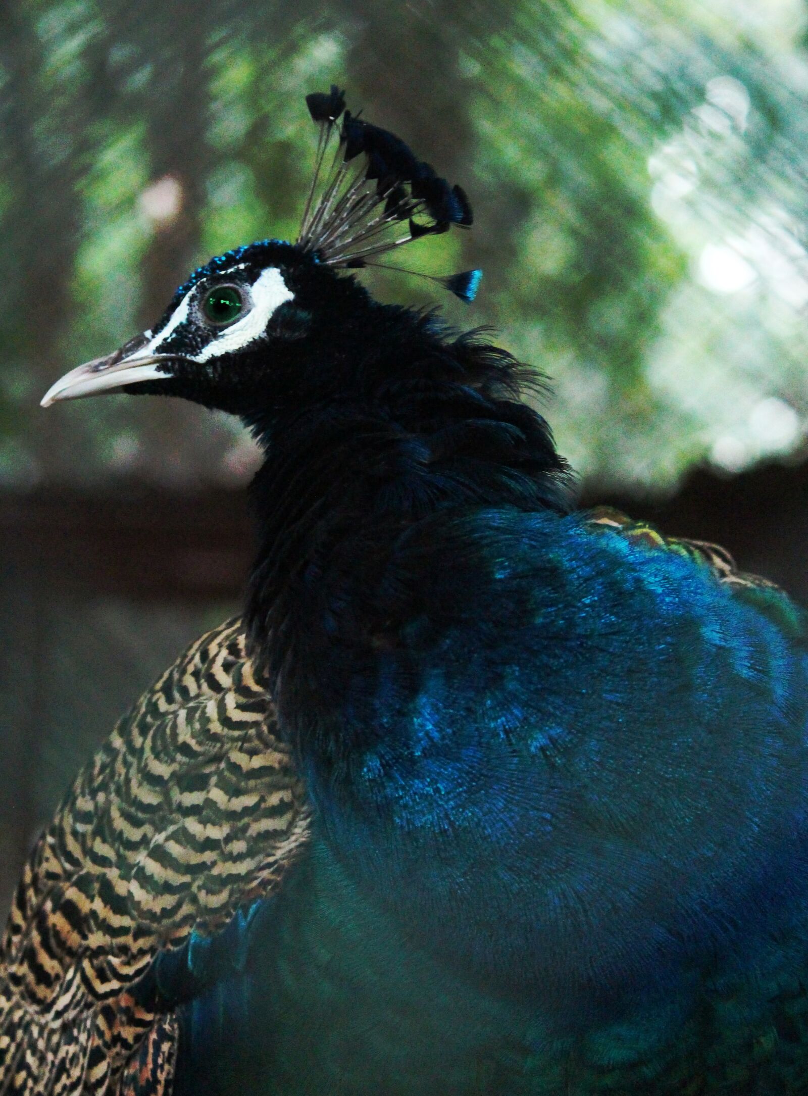 Canon EOS 700D (EOS Rebel T5i / EOS Kiss X7i) sample photo. Beak, beautiful, eyes photography