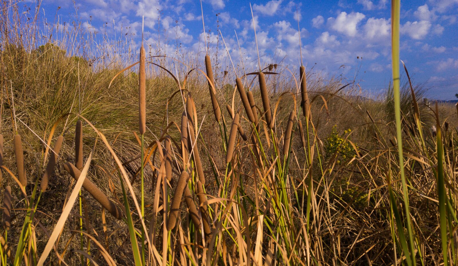 LG G4 sample photo. Reeds, cigar, water plants photography