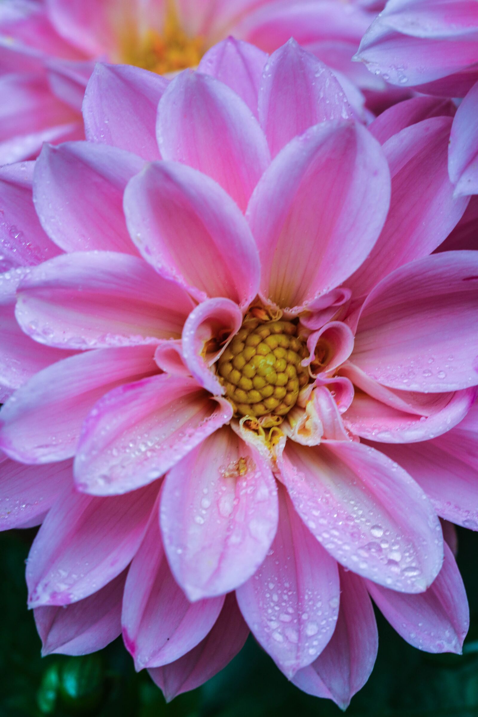 Canon EOS 7D Mark II sample photo. Flower, garden flower, blossom photography
