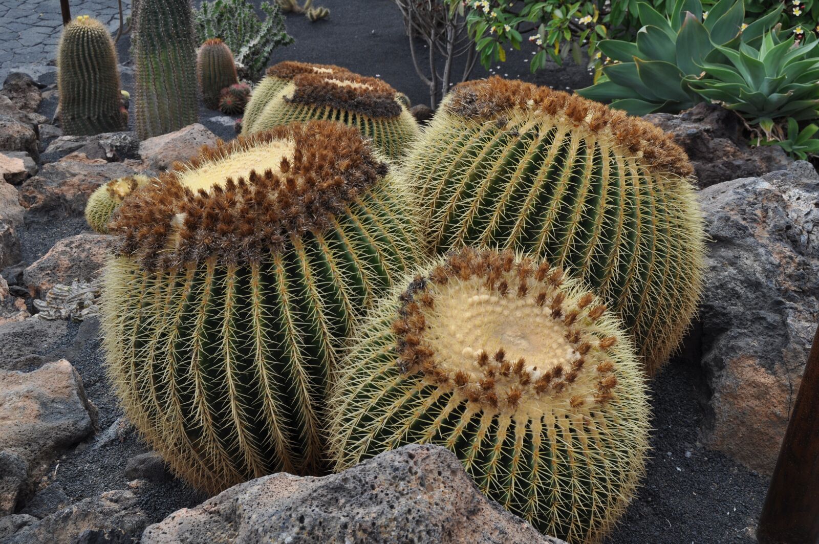 Nikon D5000 sample photo. Cactaceae, desert, nature photography