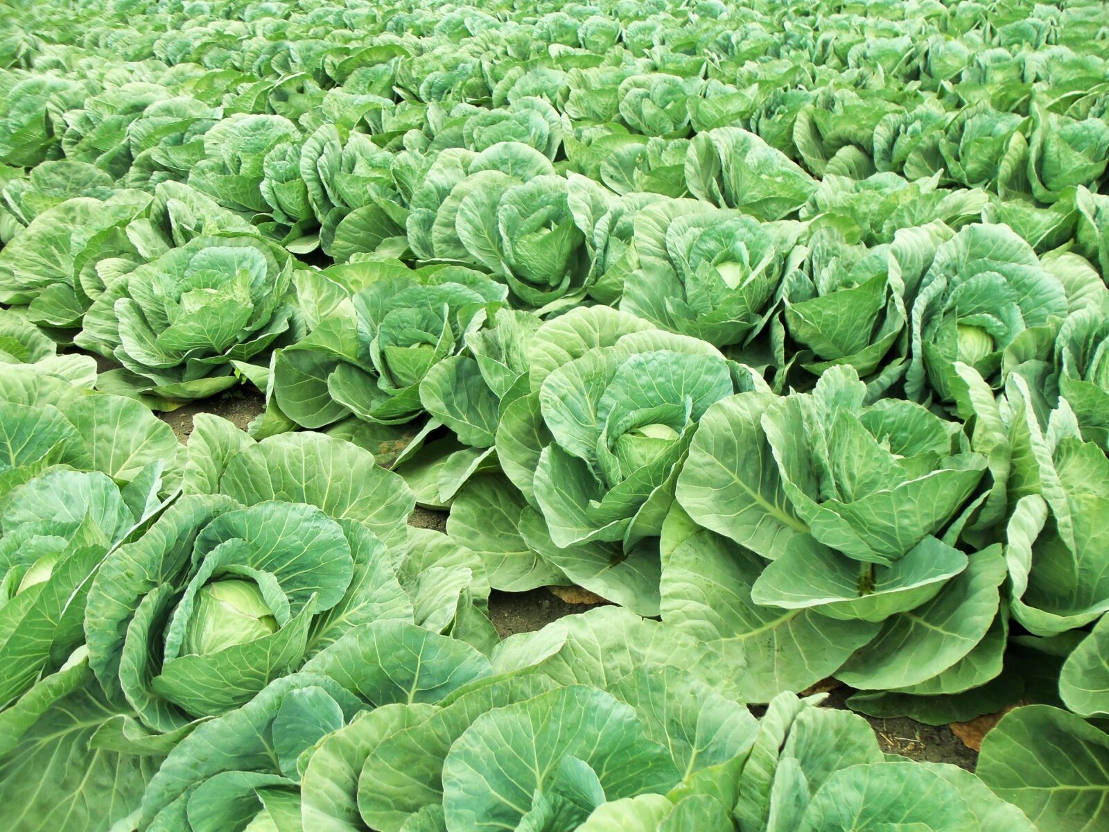 Kodak EASYSHARE M580 DIGITAL CAMERA sample photo. Vegetable, field, cabbages photography