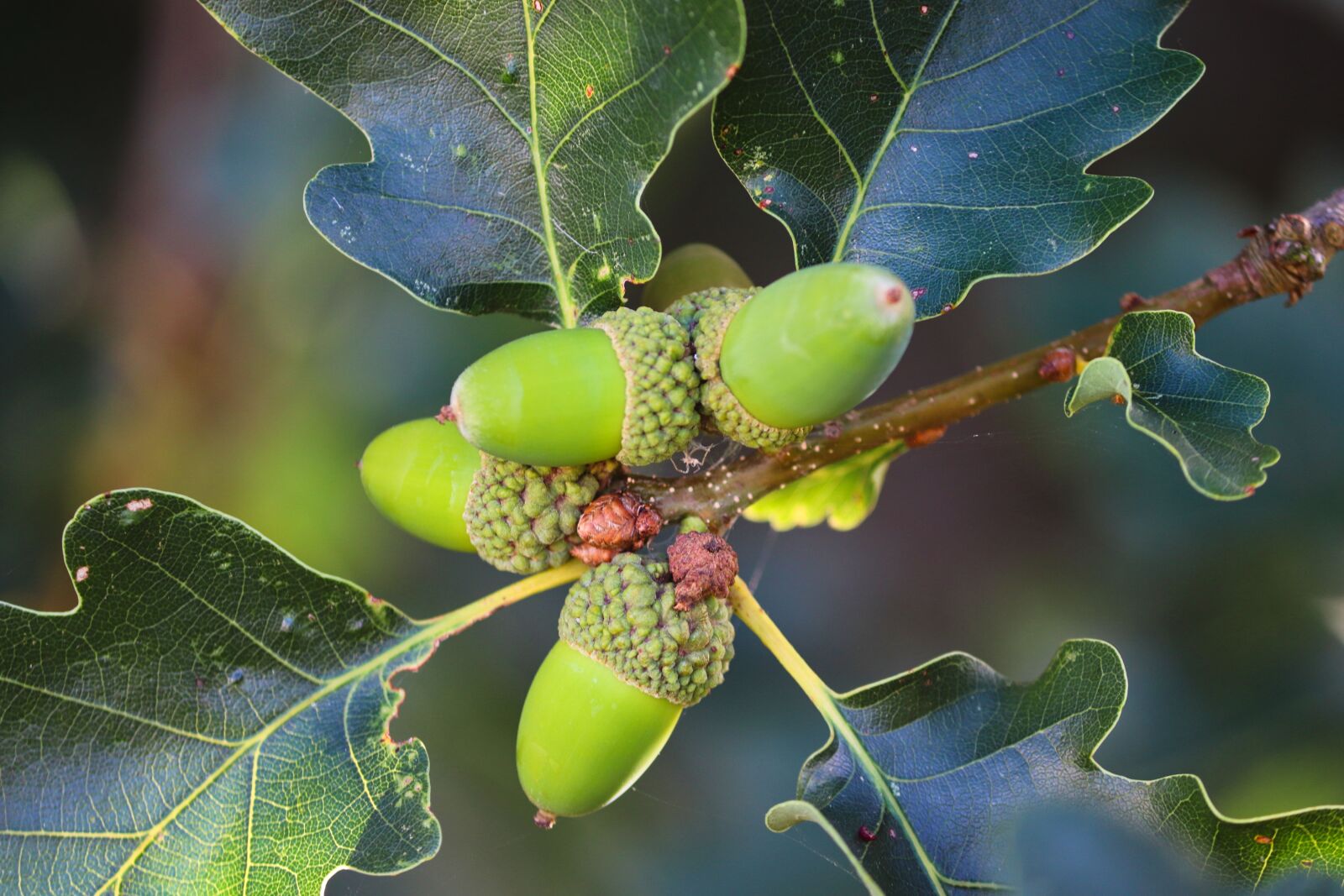 Canon EOS 200D (EOS Rebel SL2 / EOS Kiss X9) sample photo. Acorns, oak, quercus photography