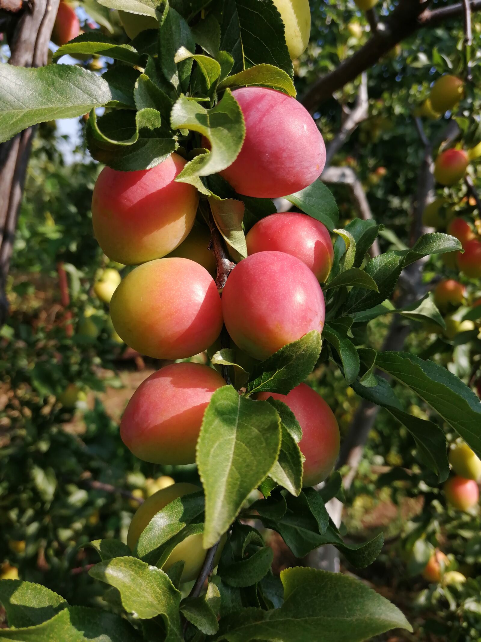 HUAWEI JSN-L21 sample photo. Cherry plum, garden, fruit photography