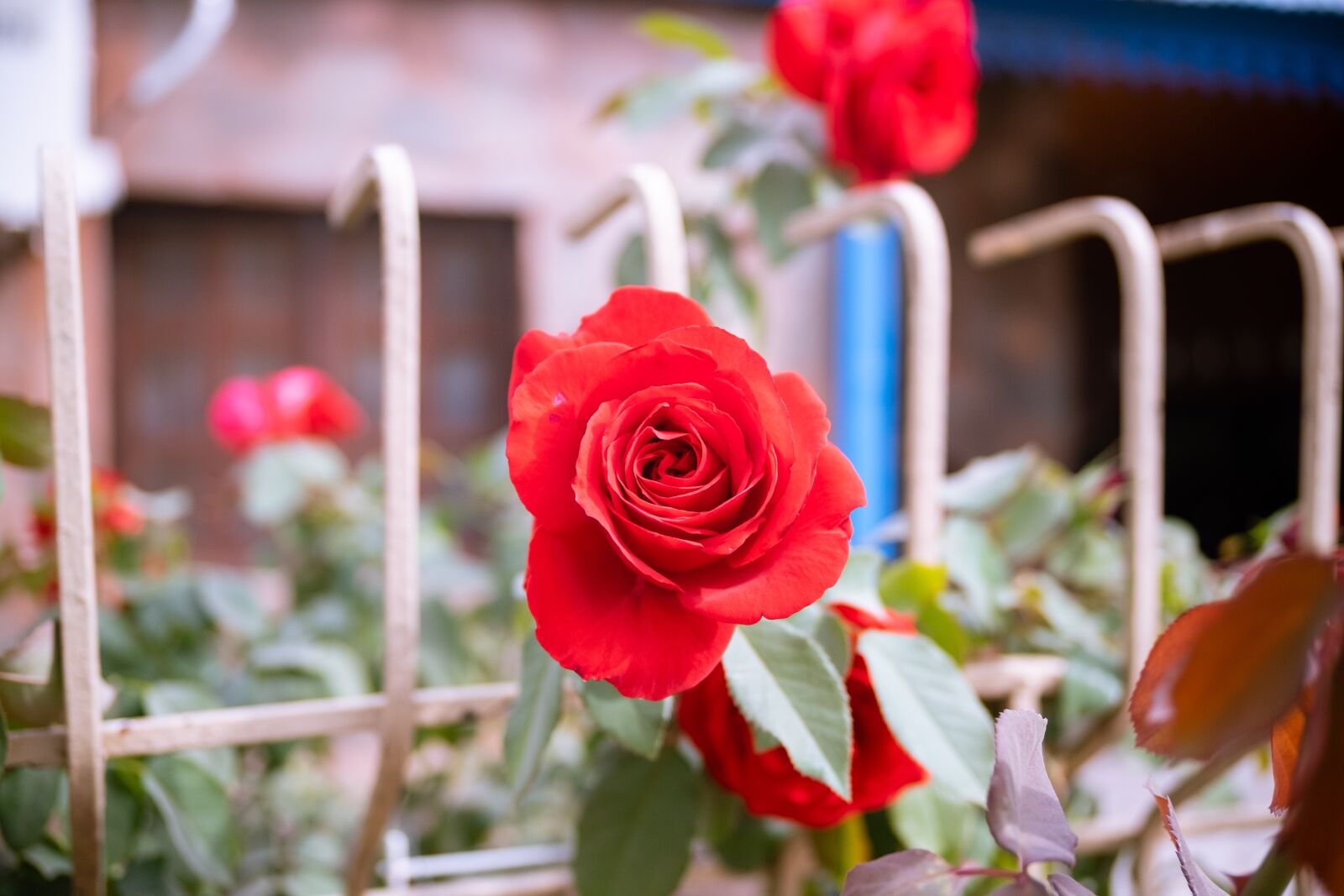 Fujifilm X-T1 sample photo. Flower, rose, bloom photography