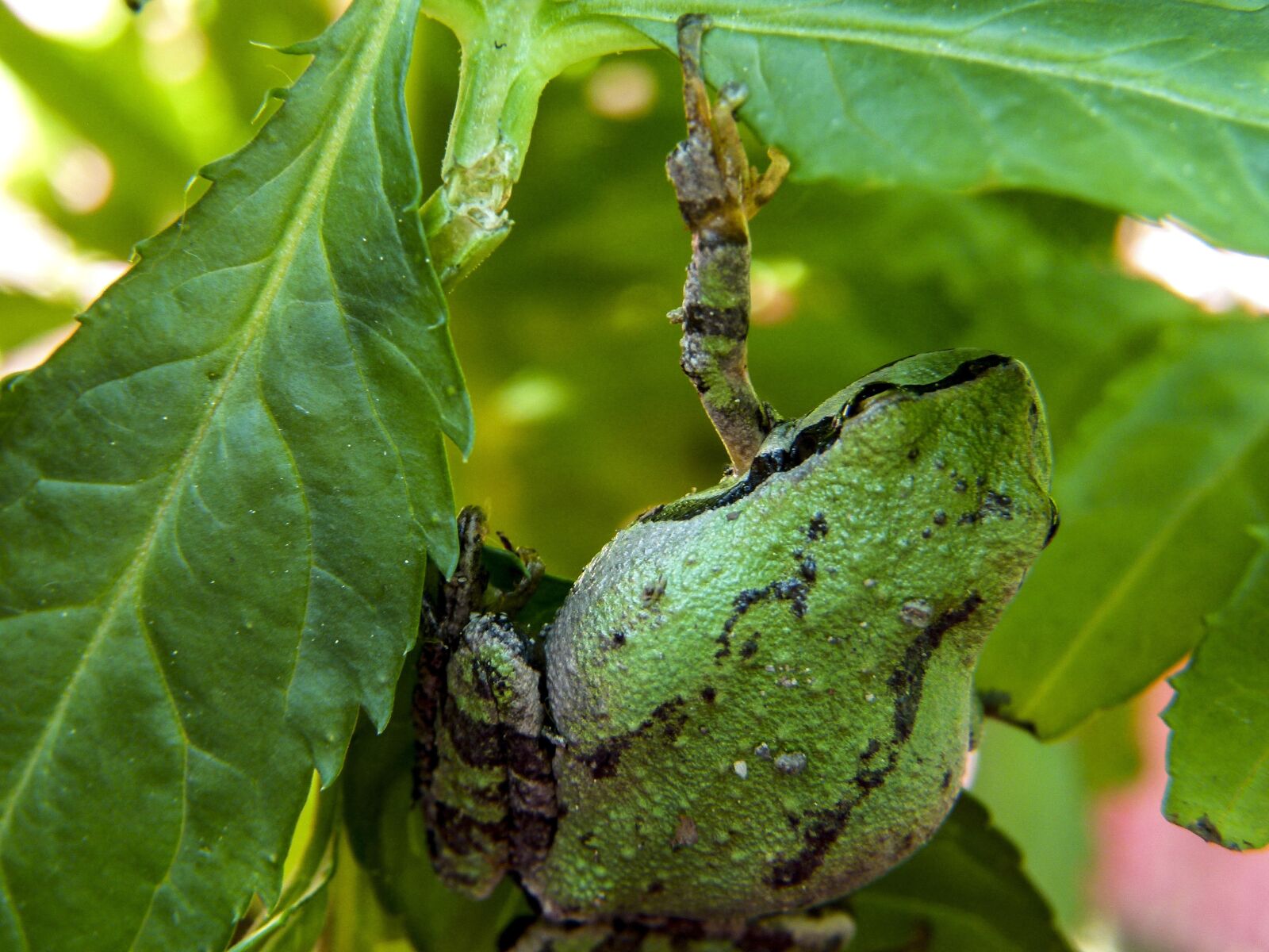 Panasonic Lumix DMC-FZ100 sample photo. Green, frog, amphibian photography