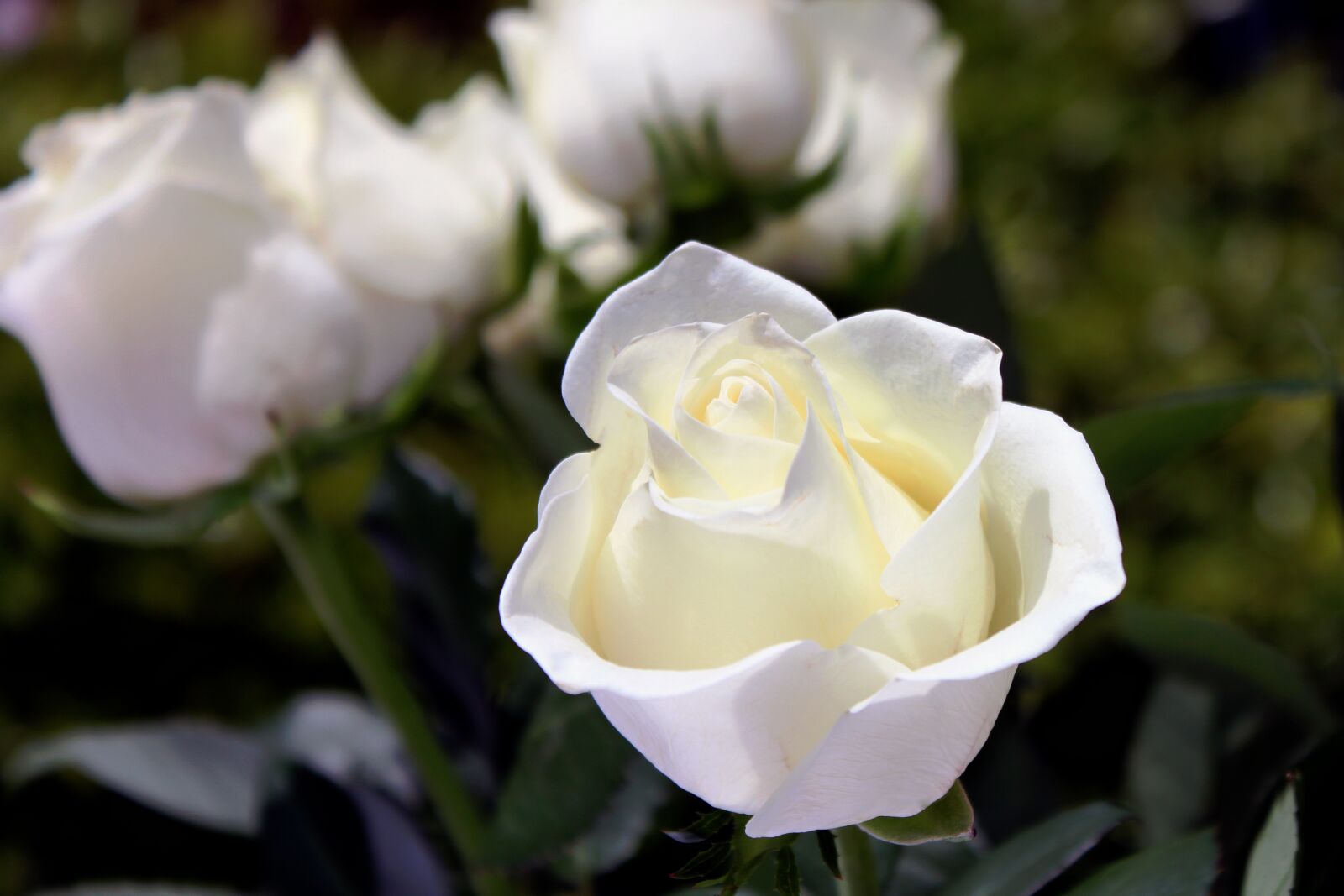 Canon EOS 500D (EOS Rebel T1i / EOS Kiss X3) sample photo. White, flowers, spring photography