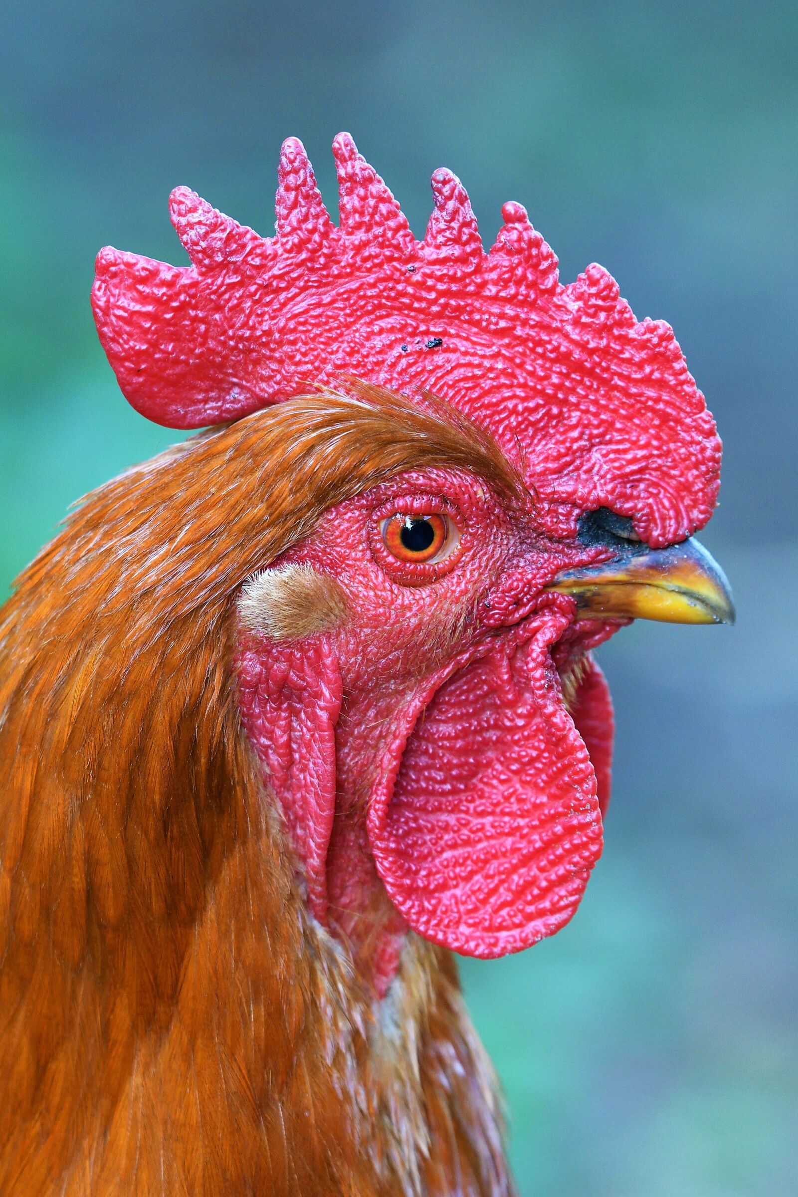 Nikon D500 sample photo. Hahn, bird, portrait photography