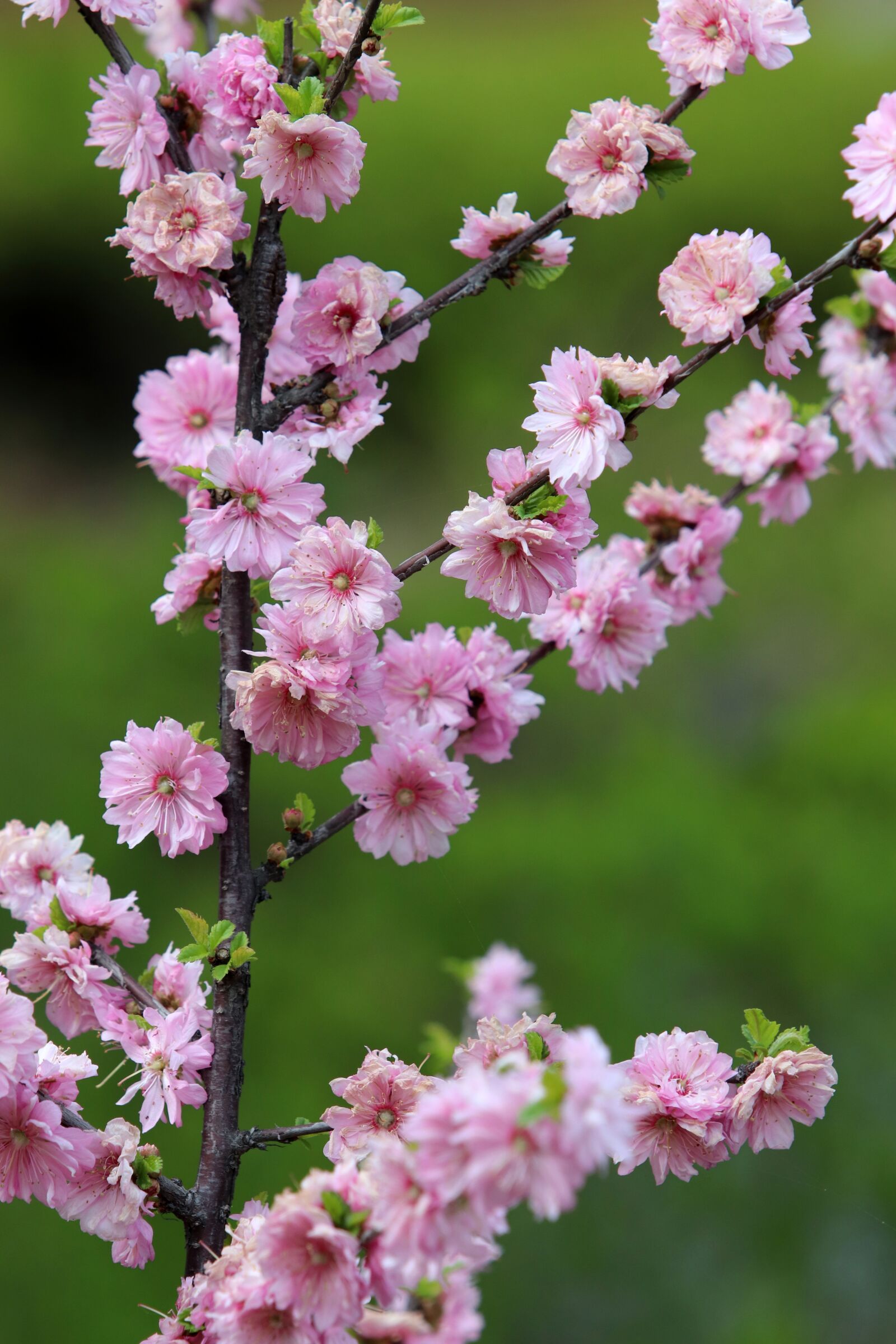 Canon EF 70-200mm F2.8L USM sample photo. Peach blossom, copy flower photography