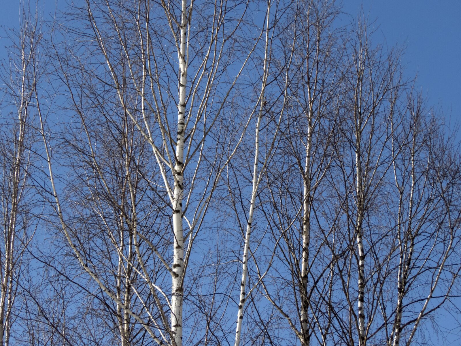Canon PowerShot SX60 HS sample photo. Birch, trees, sky photography