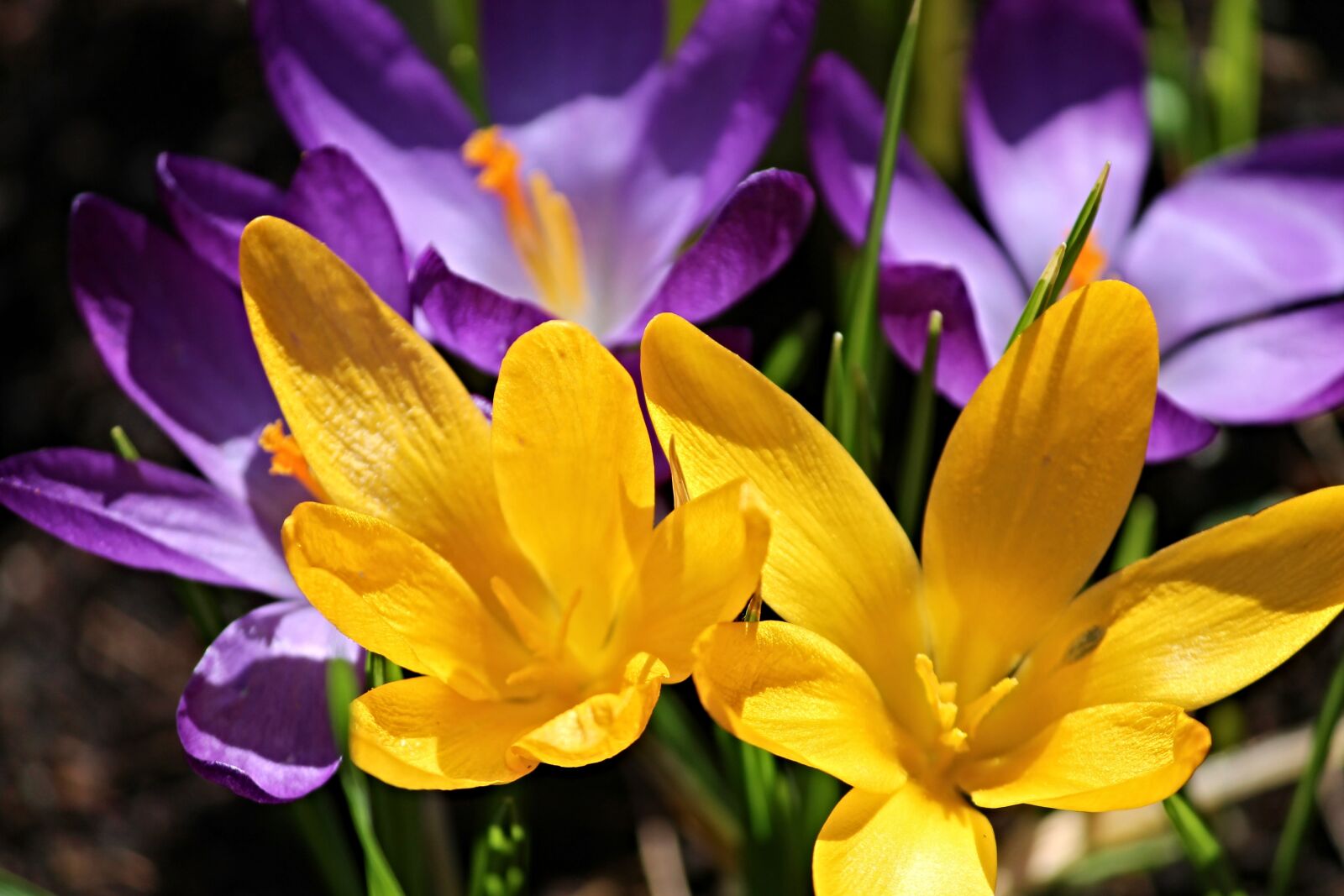 Canon EOS 1100D (EOS Rebel T3 / EOS Kiss X50) sample photo. Crocus, crocus flowers, spring photography