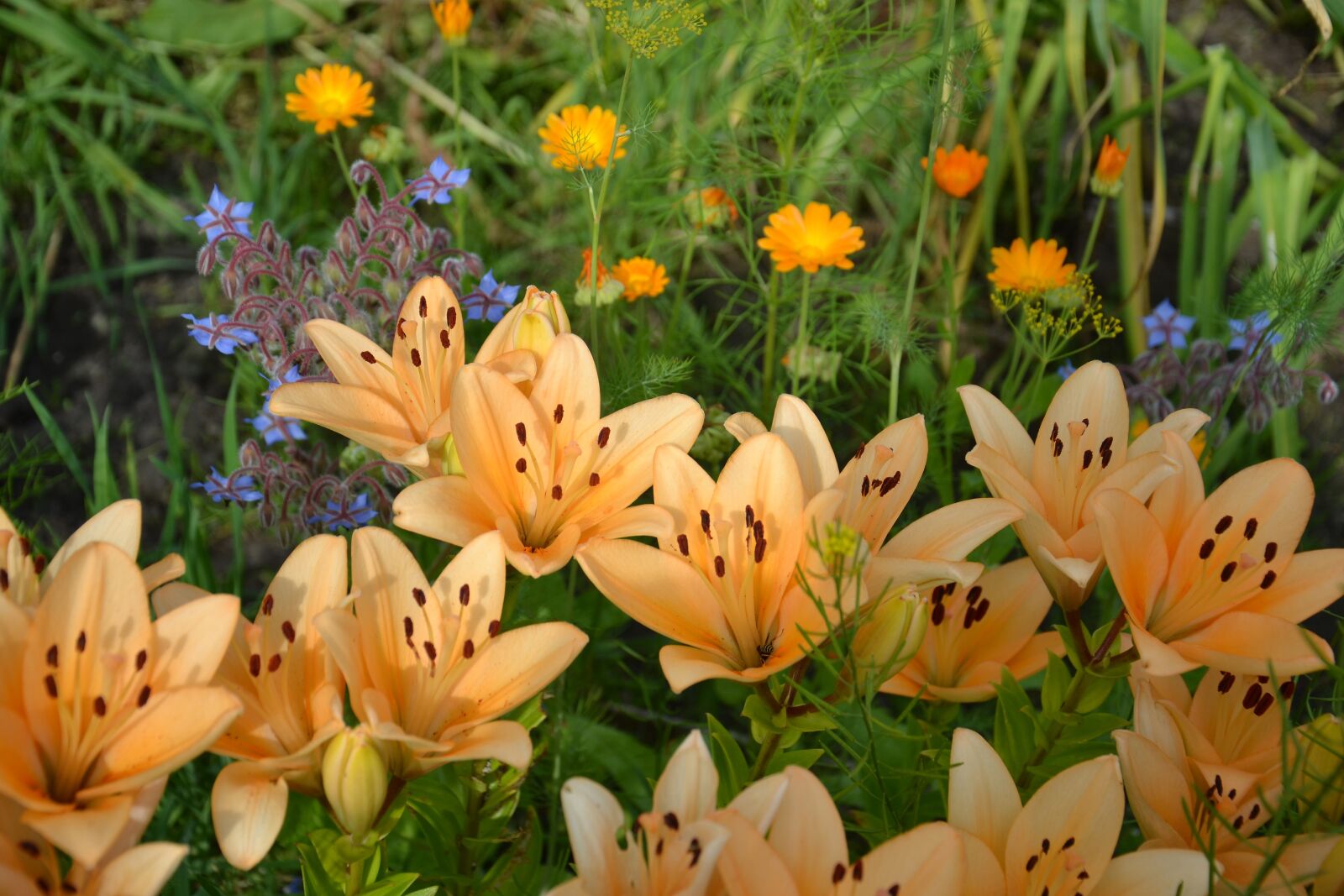 Nikon D3100 sample photo. Lily, flowers, garden photography
