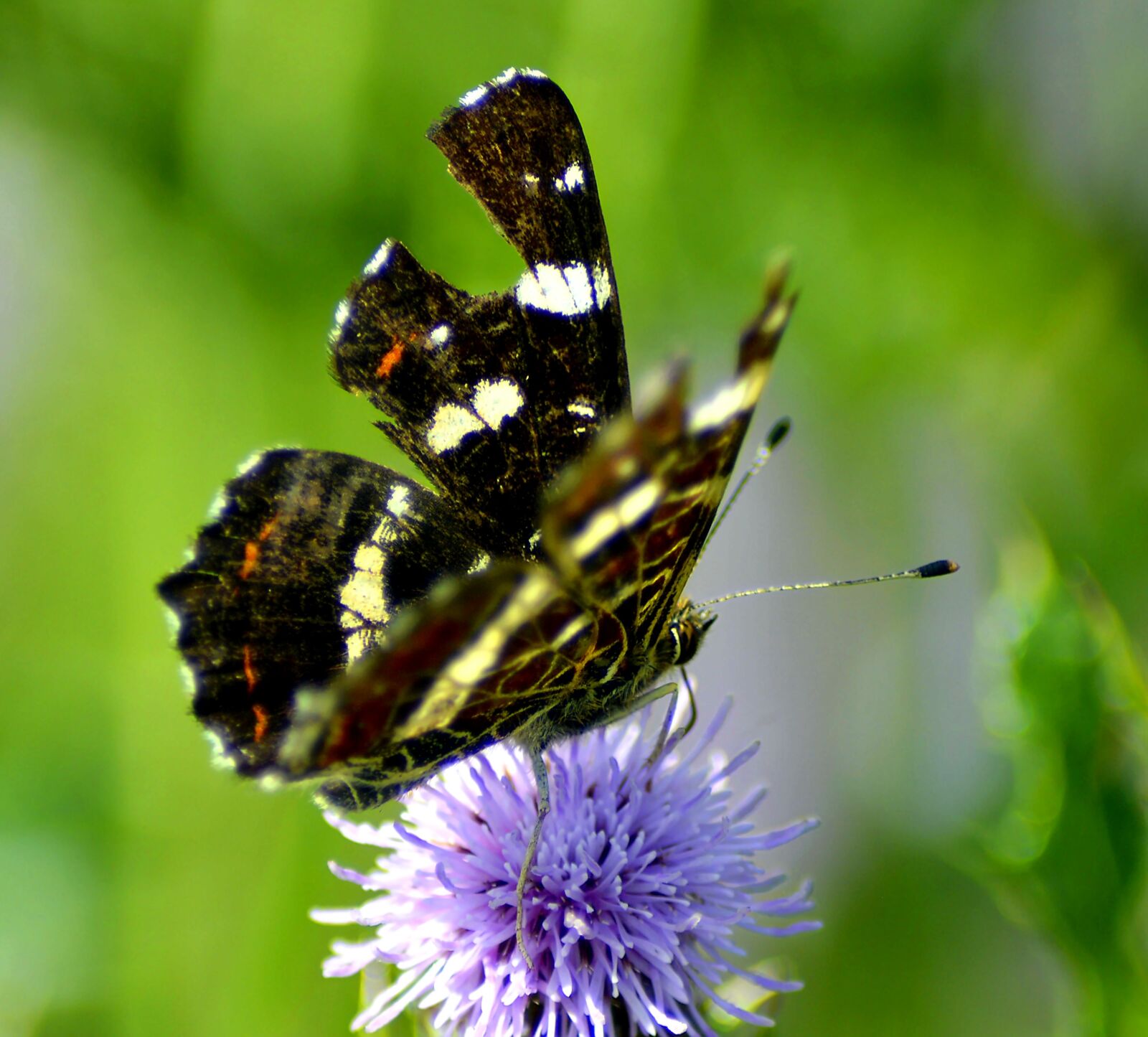 Nikon D3200 sample photo. Butterfly, diestel, nature photography