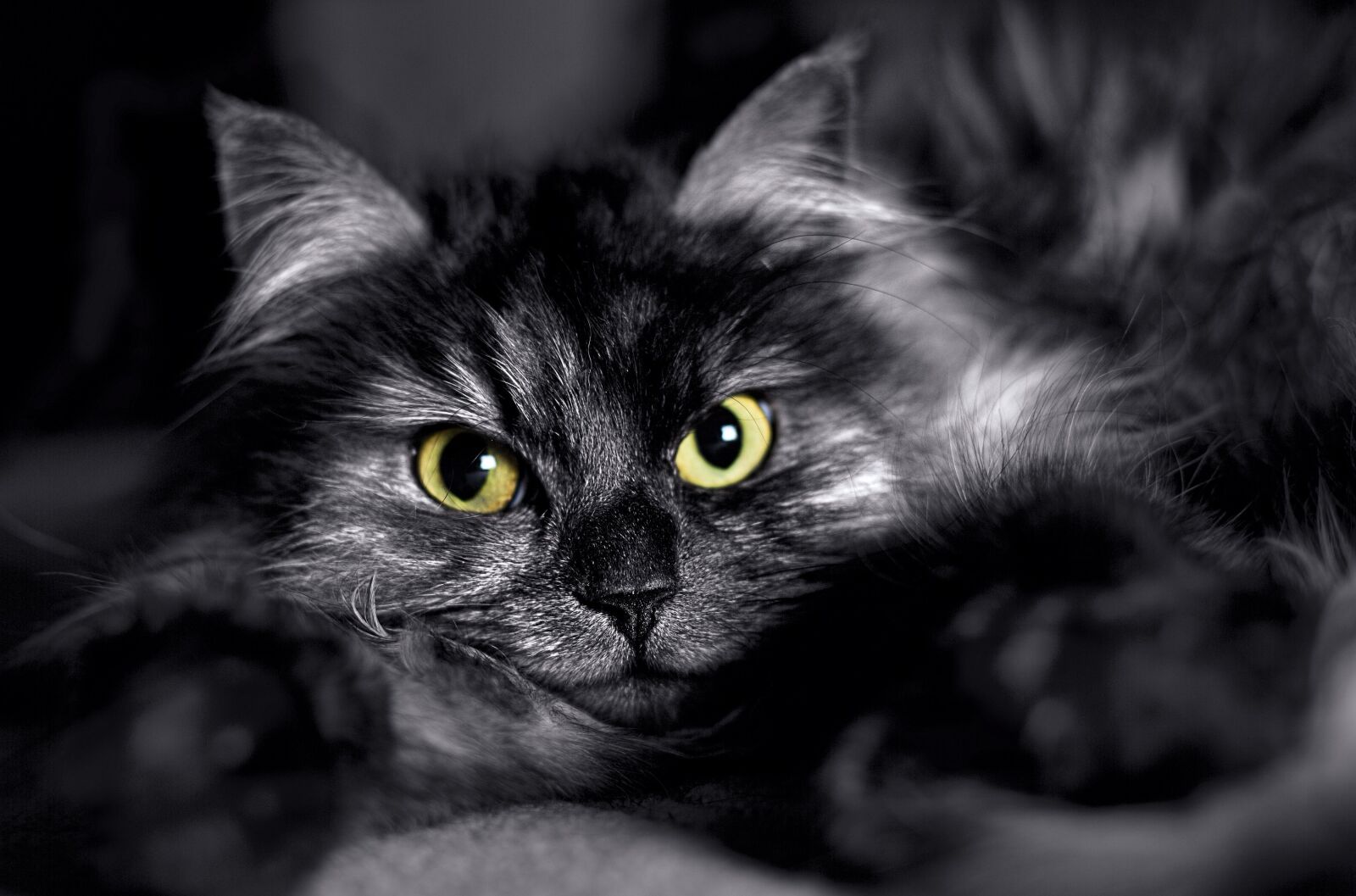 Canon EF 50mm F1.4 USM sample photo. Cat, black, head photography