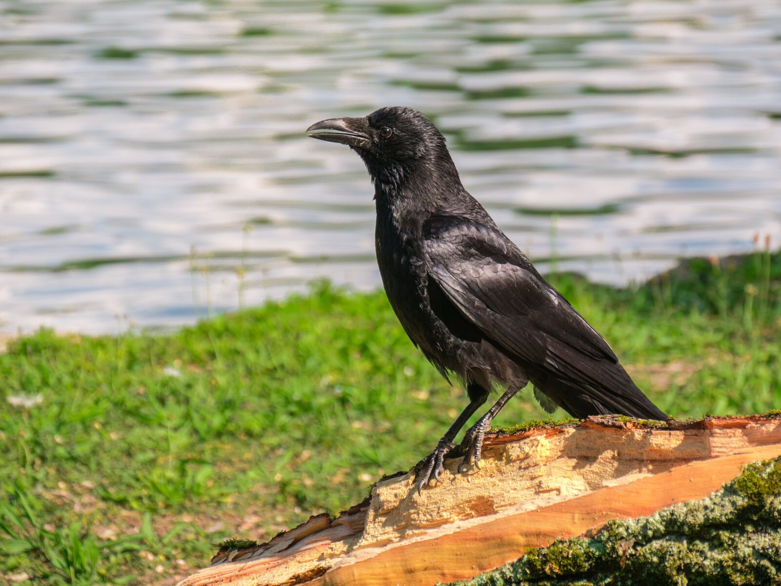 Panasonic DMC-G81 sample photo. Raven bird, crow, bird photography