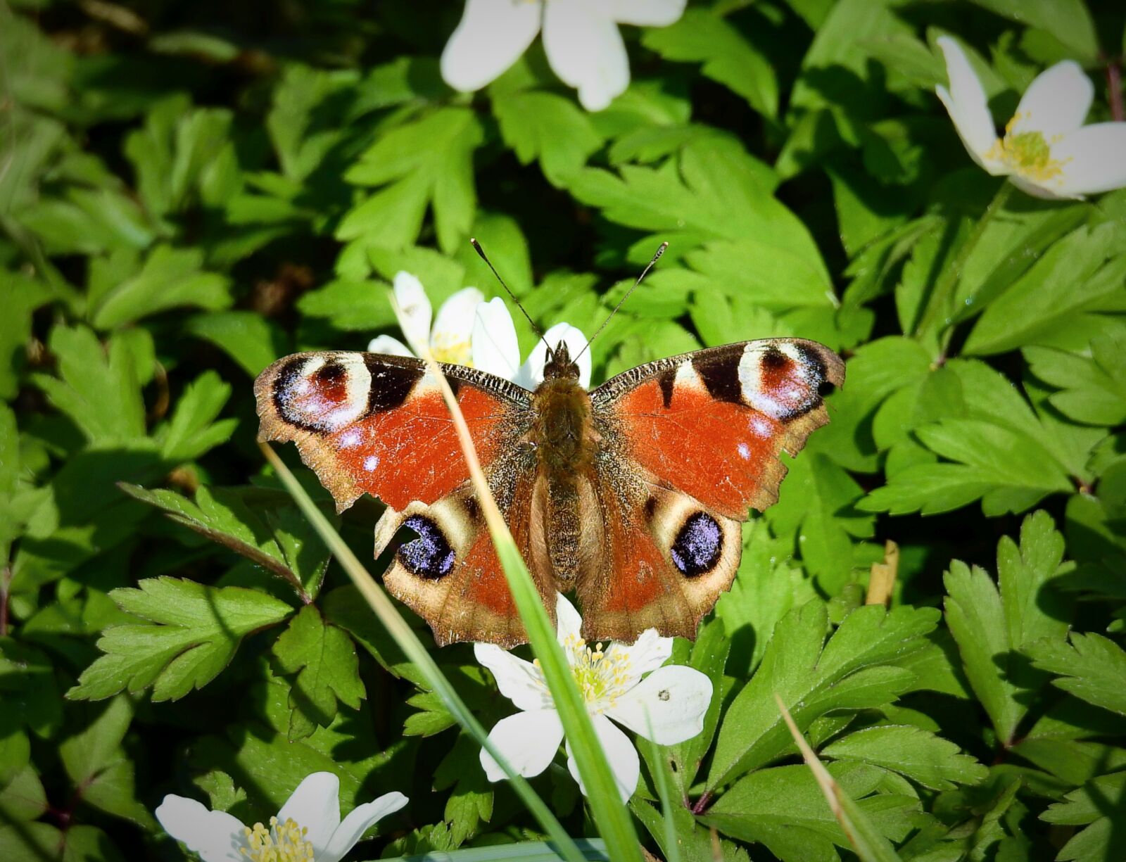 Nikon Coolpix P900 sample photo. Nature, butterfly day, animals photography