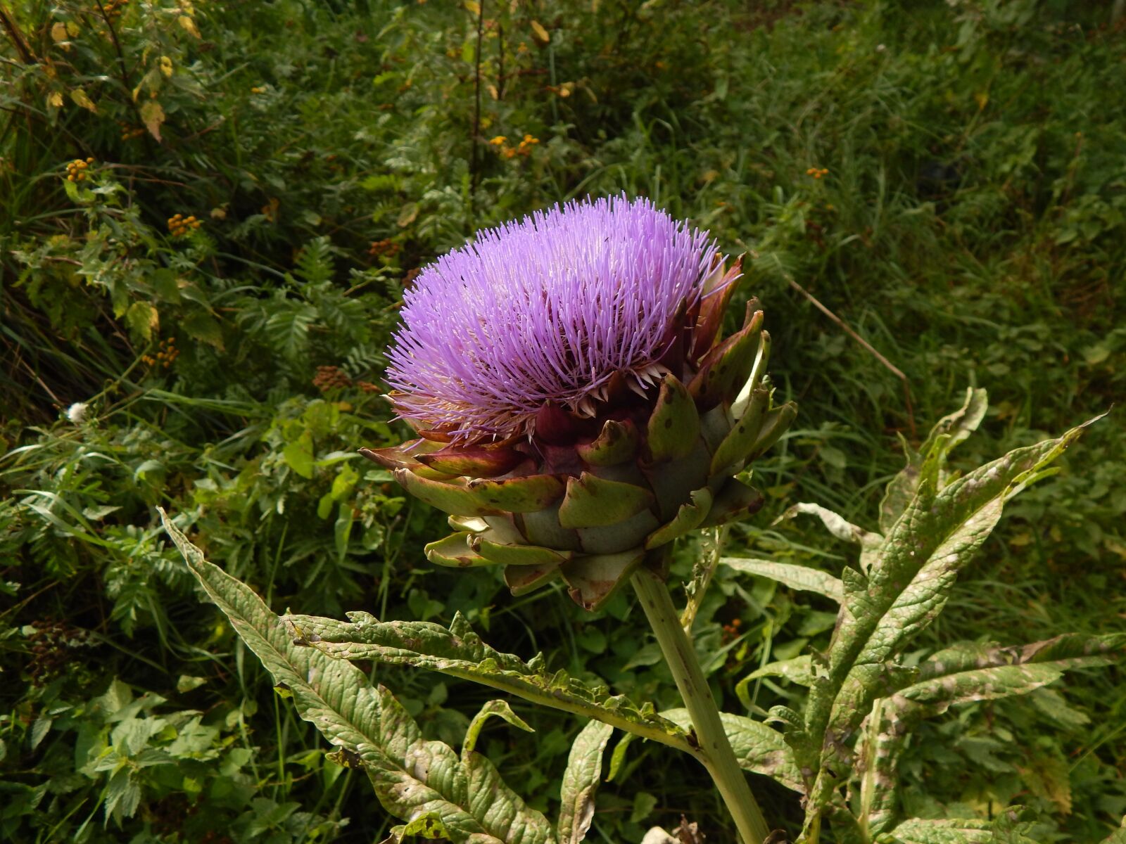 Nikon Coolpix L820 sample photo. Artichoke, flower, violet photography