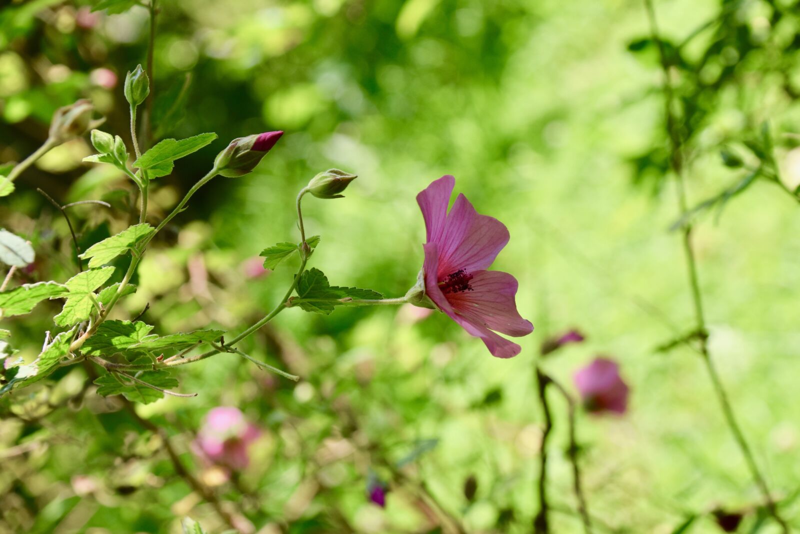 Nikon D5600 sample photo. Flower, hibiscus, button flower photography