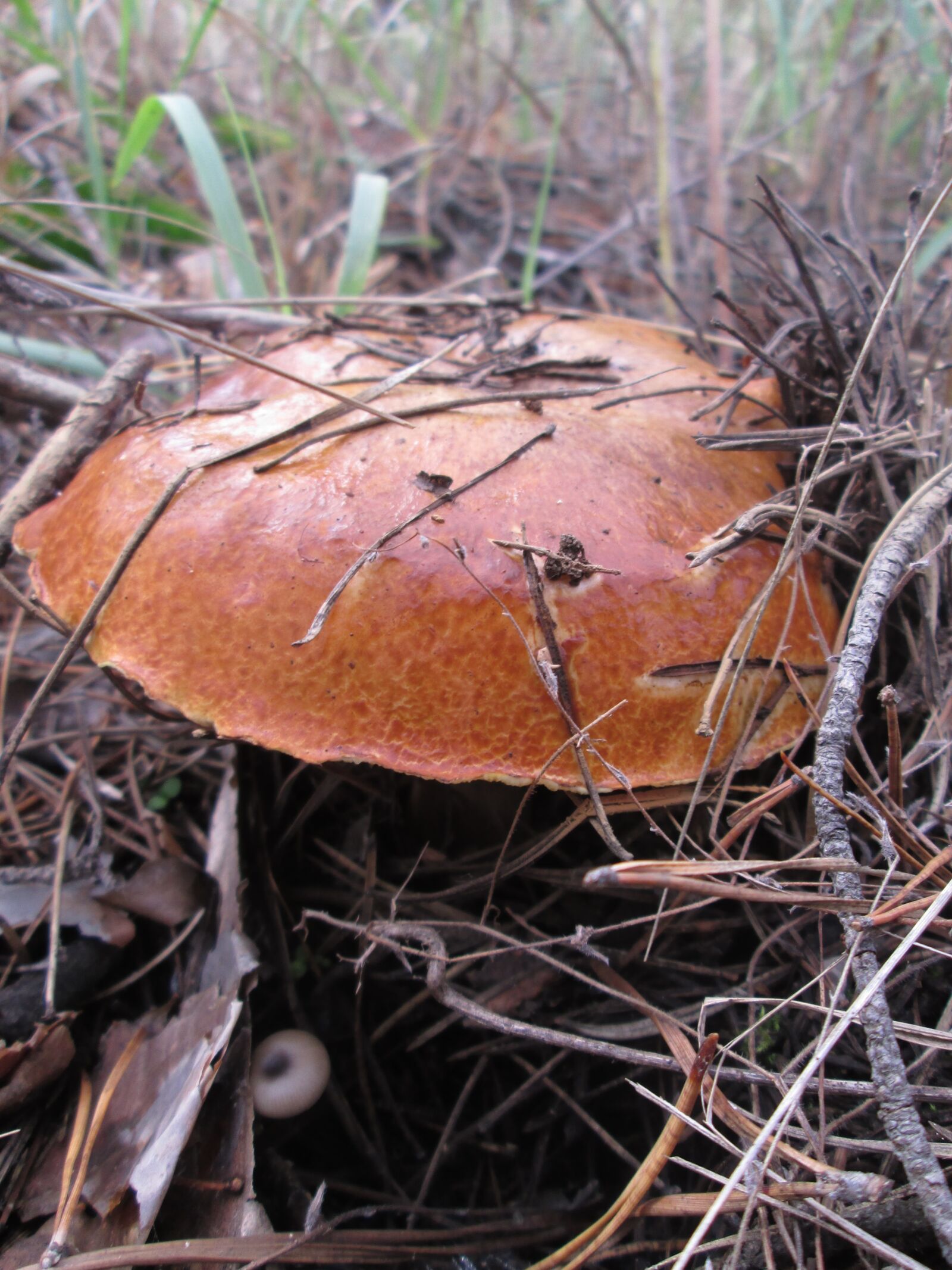 Canon PowerShot A2500 sample photo. Mushroom, greasers, needles photography
