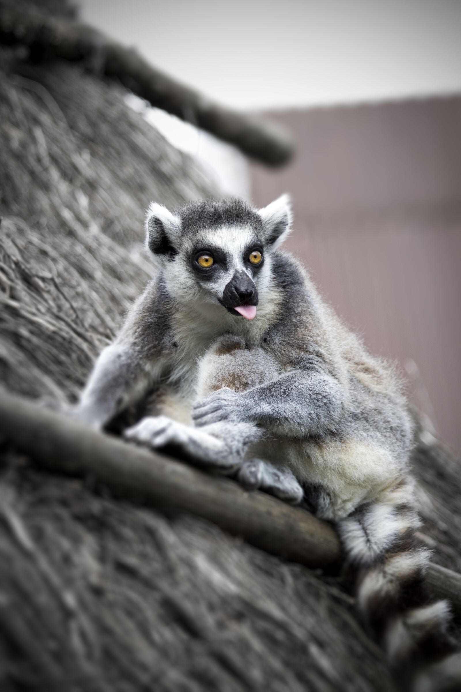 Canon EOS 600D (Rebel EOS T3i / EOS Kiss X5) sample photo. Lemur, eyes, madagascar photography