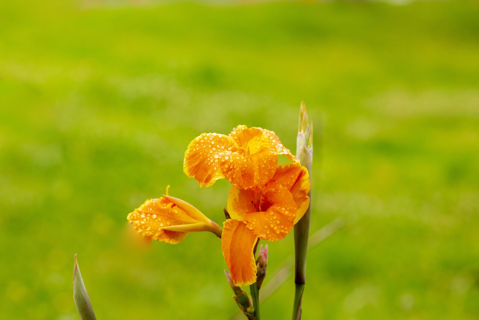 Nikon D600 sample photo. Flower, nature, spring photography