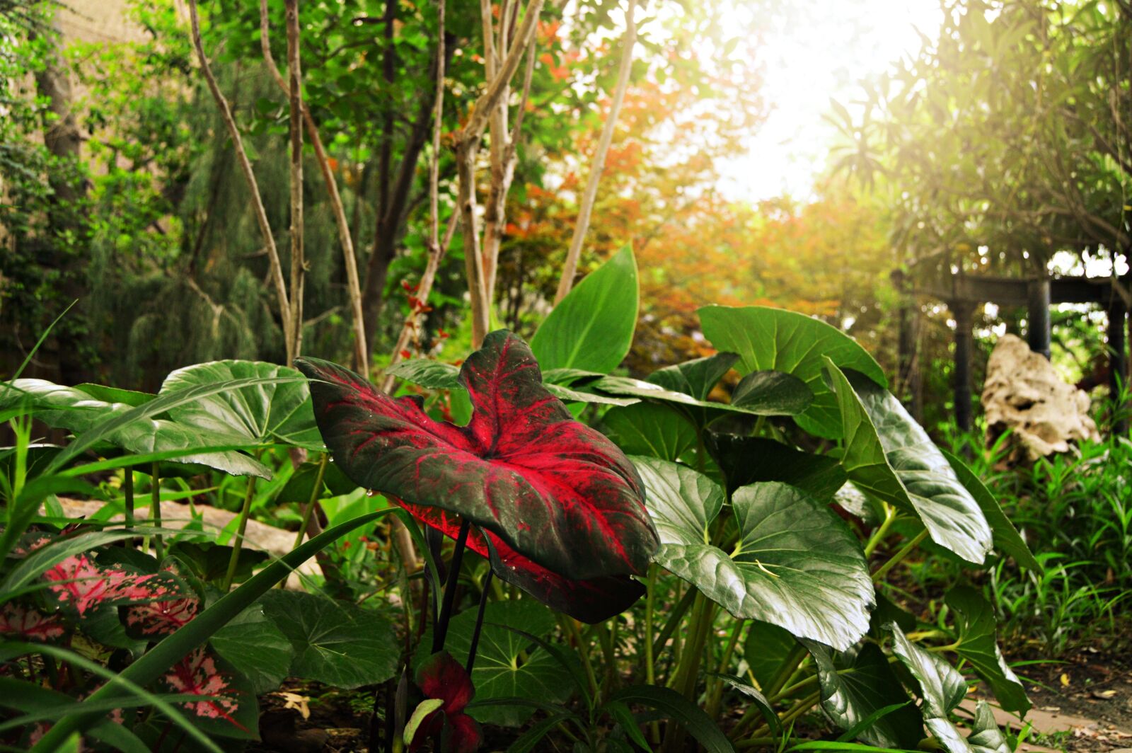 Nikon D3200 sample photo. Plants, red, flora photography