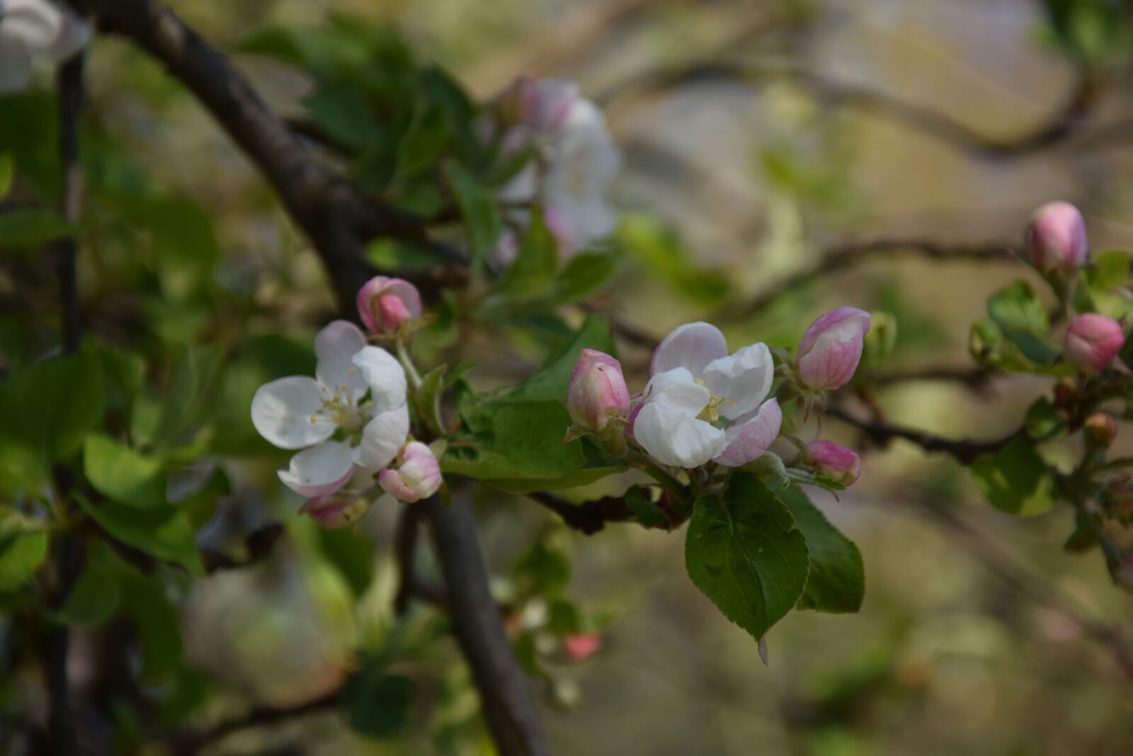 Nikon D5300 sample photo. Flower, nature, spring photography