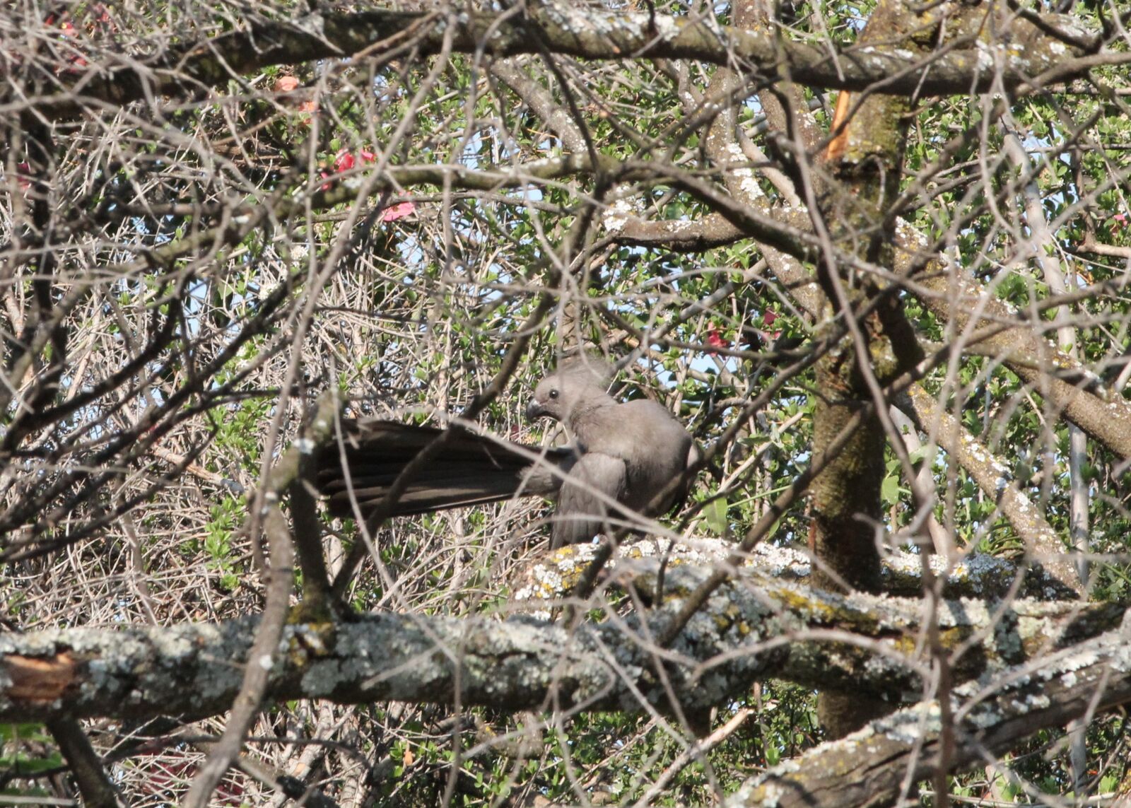 Canon EOS 1100D (EOS Rebel T3 / EOS Kiss X50) sample photo. Animal, bird, grey lourie photography