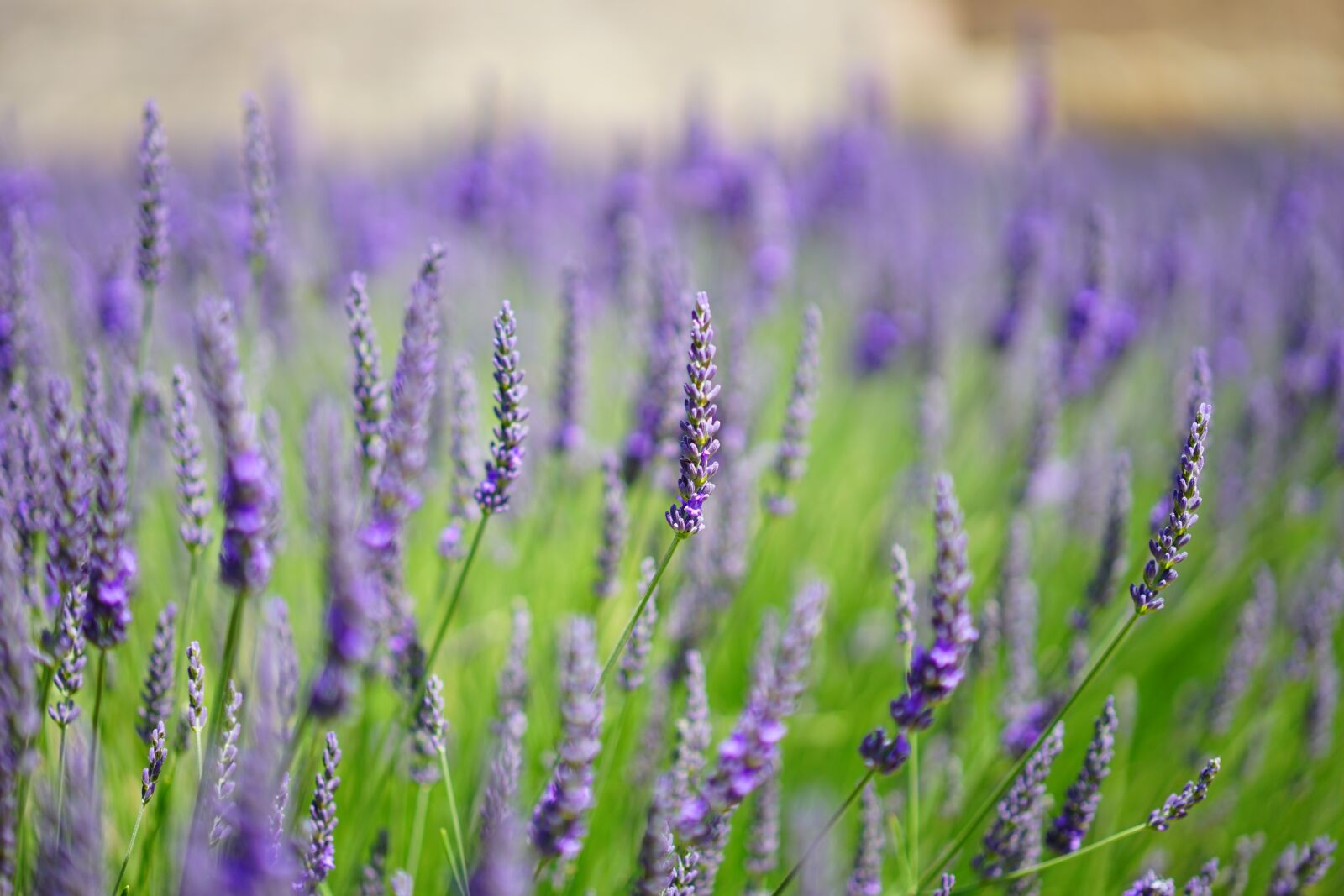 Sony a7 + Sony Sonnar T* FE 55mm F1.8 ZA sample photo. Lavender flowers, blue, flowers photography