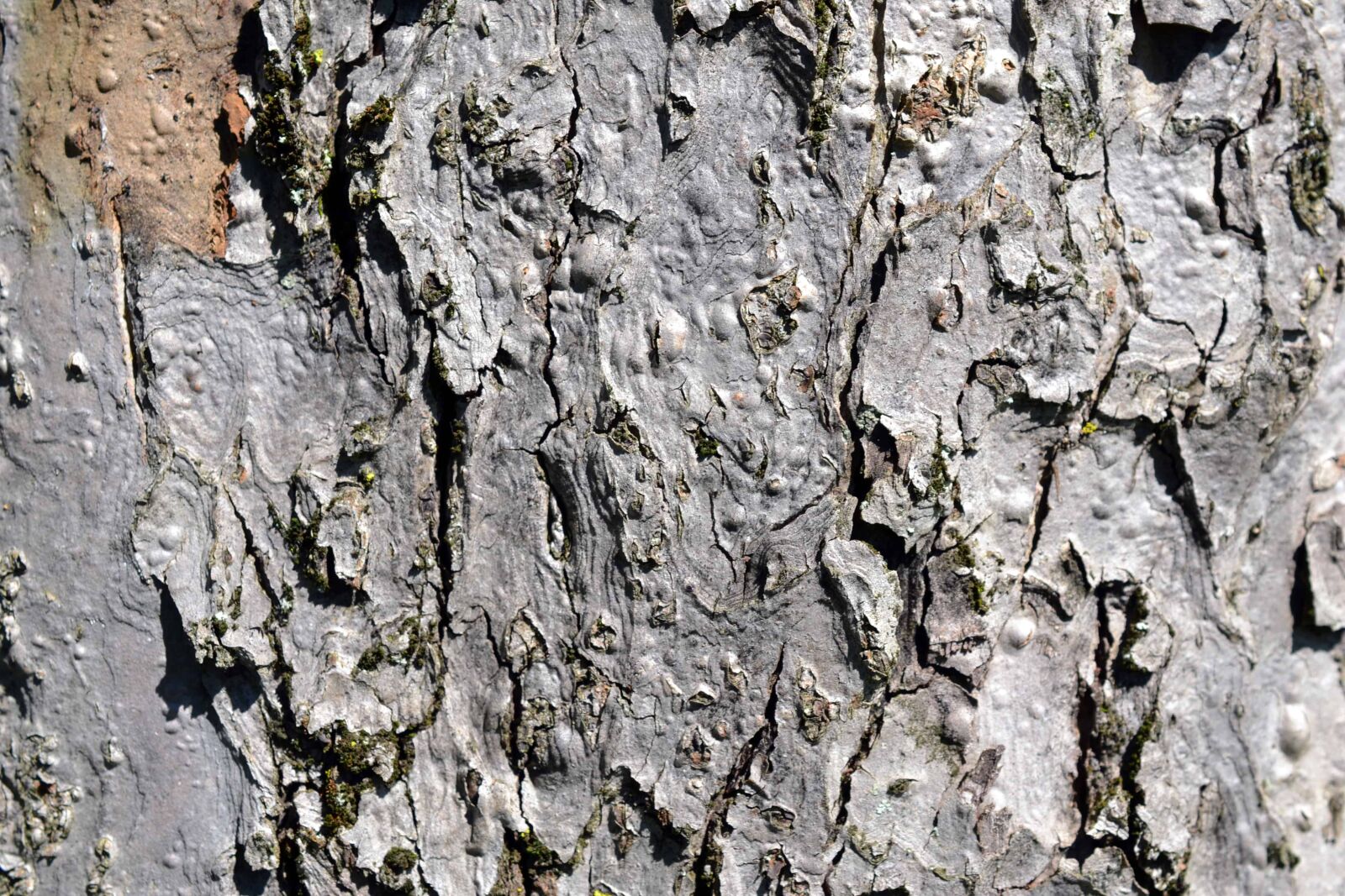 Nikon AF-S DX Micro Nikkor 40mm F2.8 sample photo. Abstract, pattern, old, wood photography