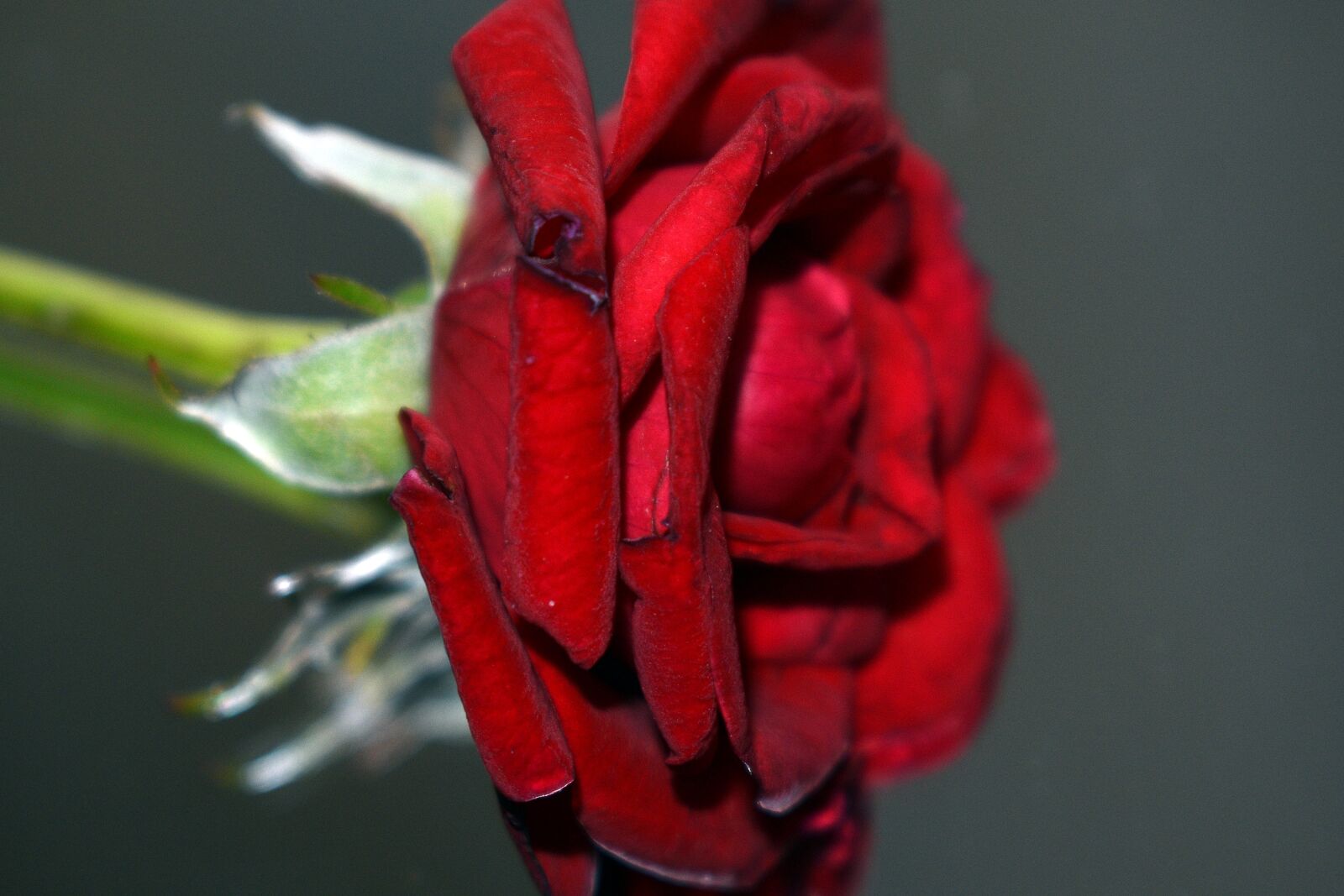 Nikon D3400 sample photo. Flower, flowers, spring photography