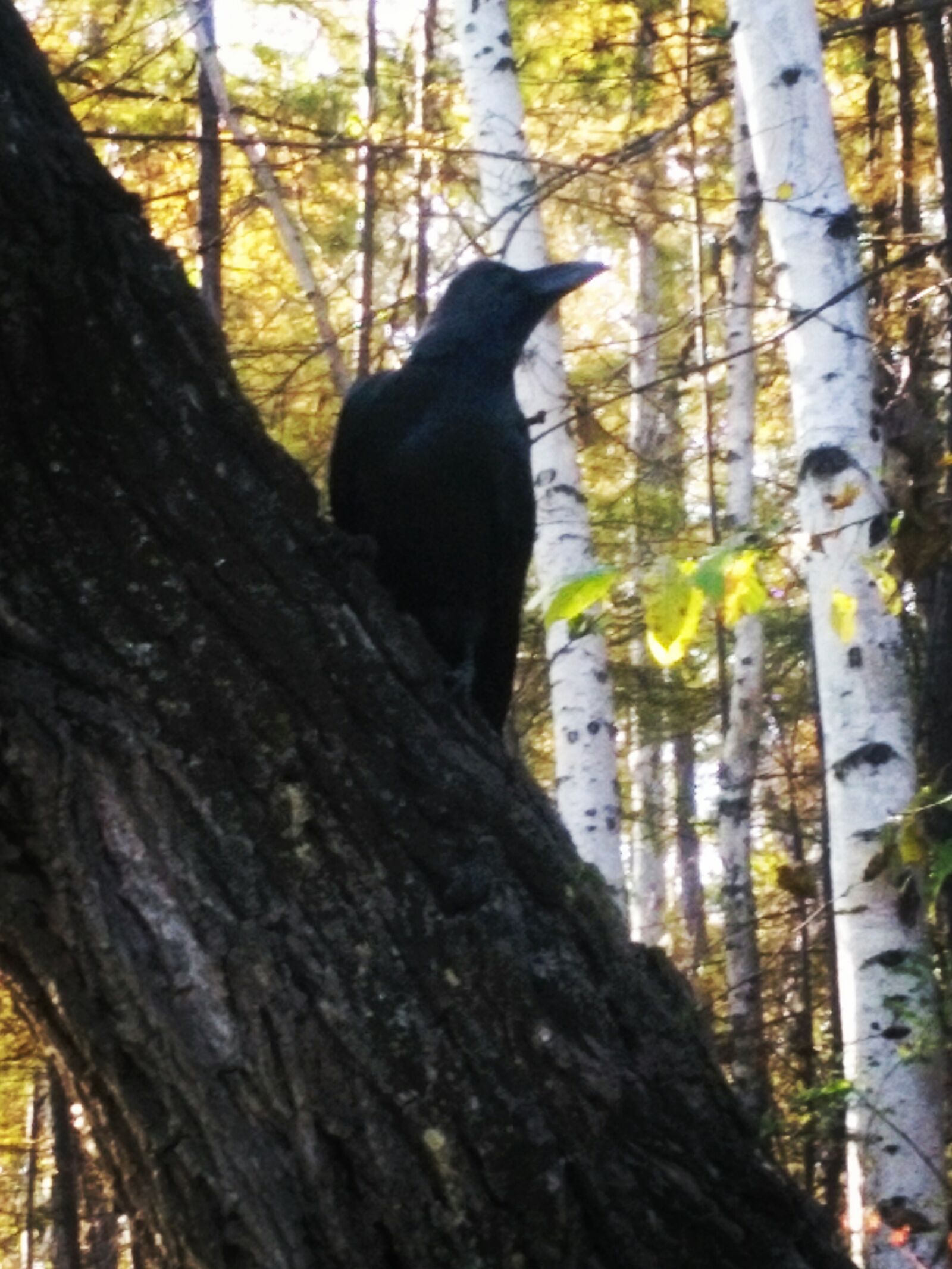 HUAWEI KIW-L21 sample photo. Raven, birds, forest photography