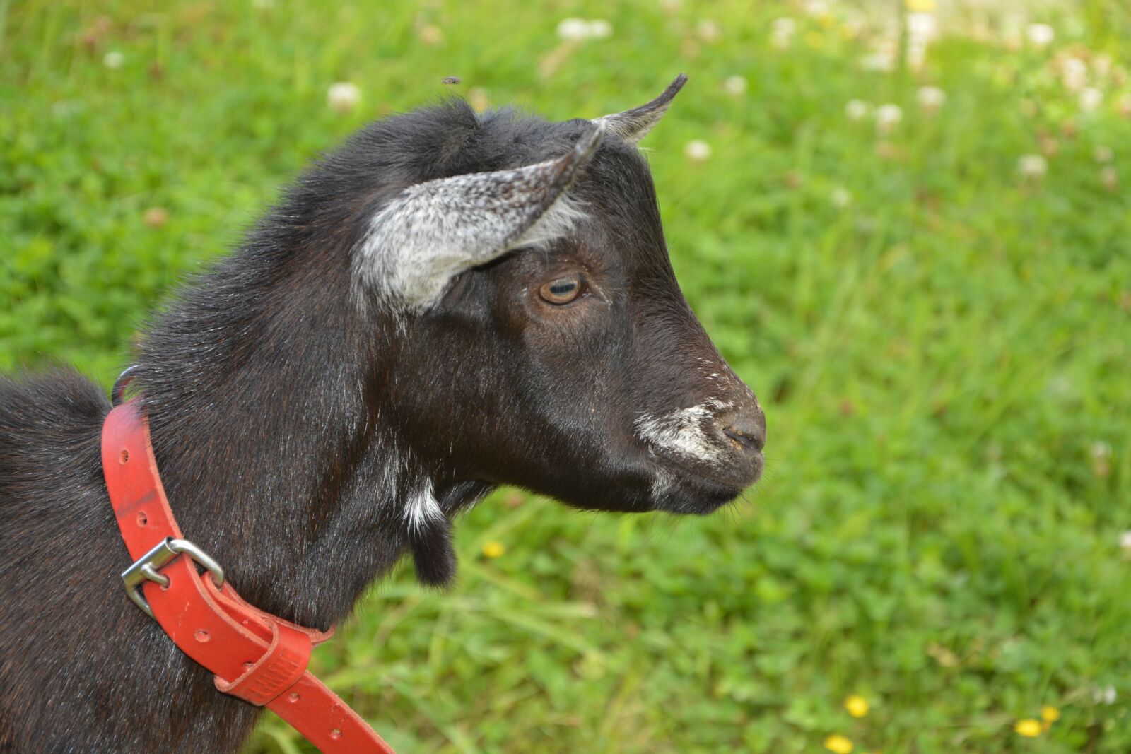 Nikon D5200 sample photo. Goat alpine, goat, head photography