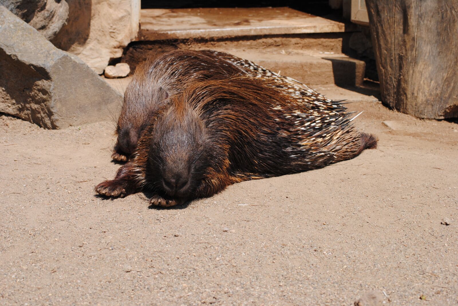 Nikon D3000 sample photo. Hannah, nature, animal photography