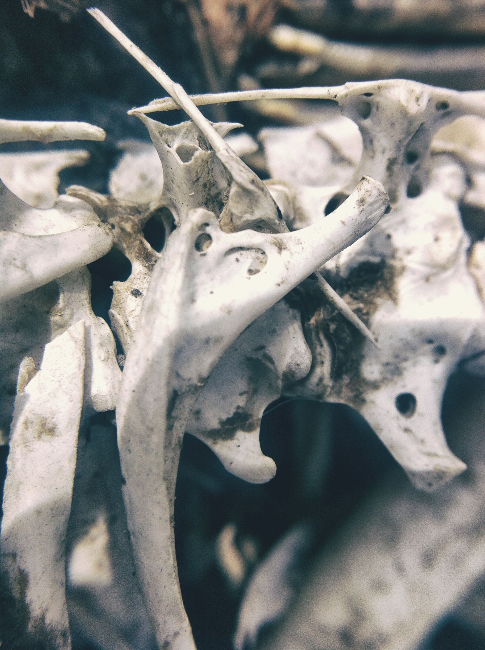 iPhone 4 back camera 3.85mm f/2.8 sample photo. Bone, bones, skeleton photography