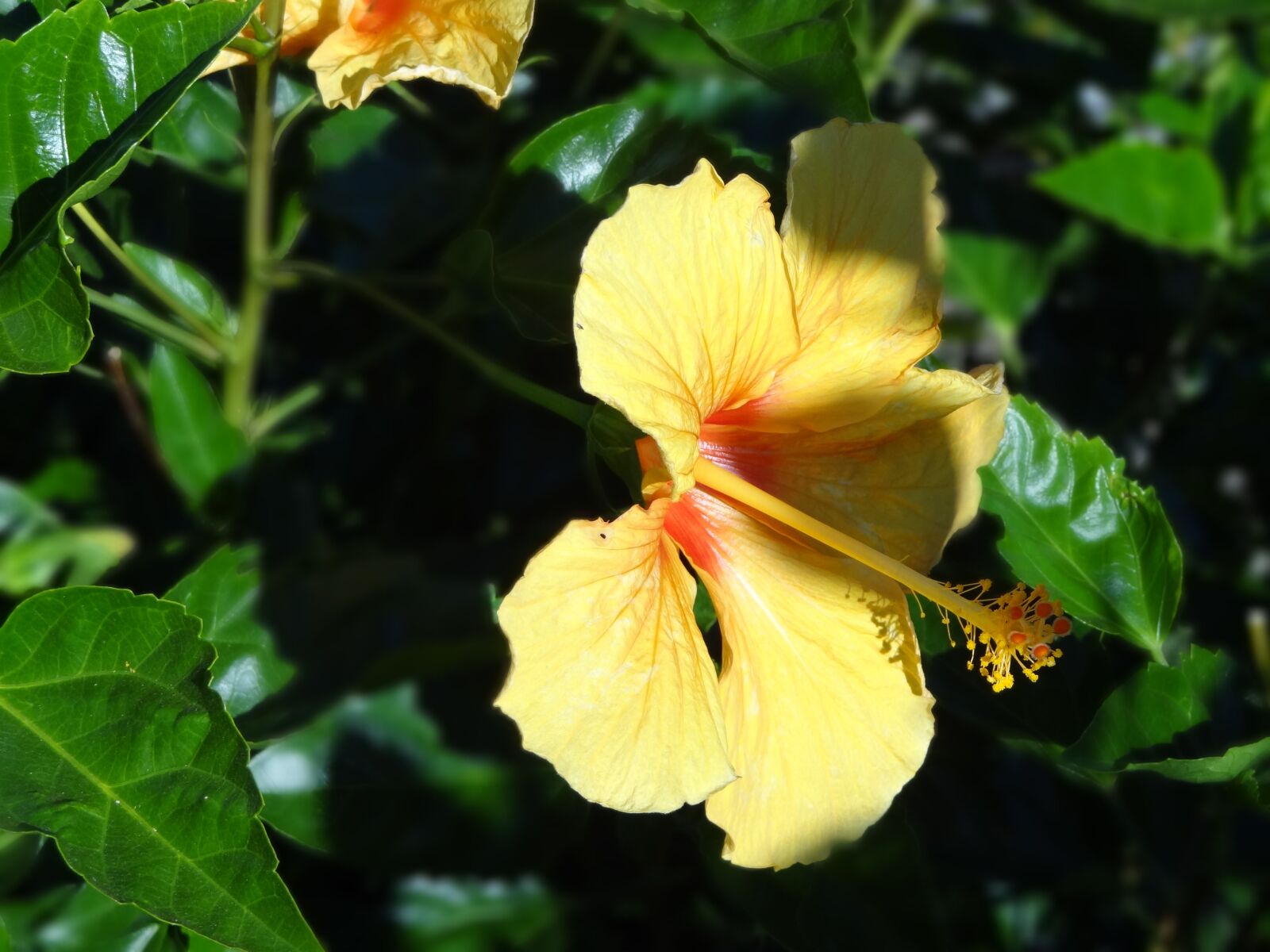 Sony Cyber-shot DSC-HX100V sample photo. Flower, hibiscus, yellow photography