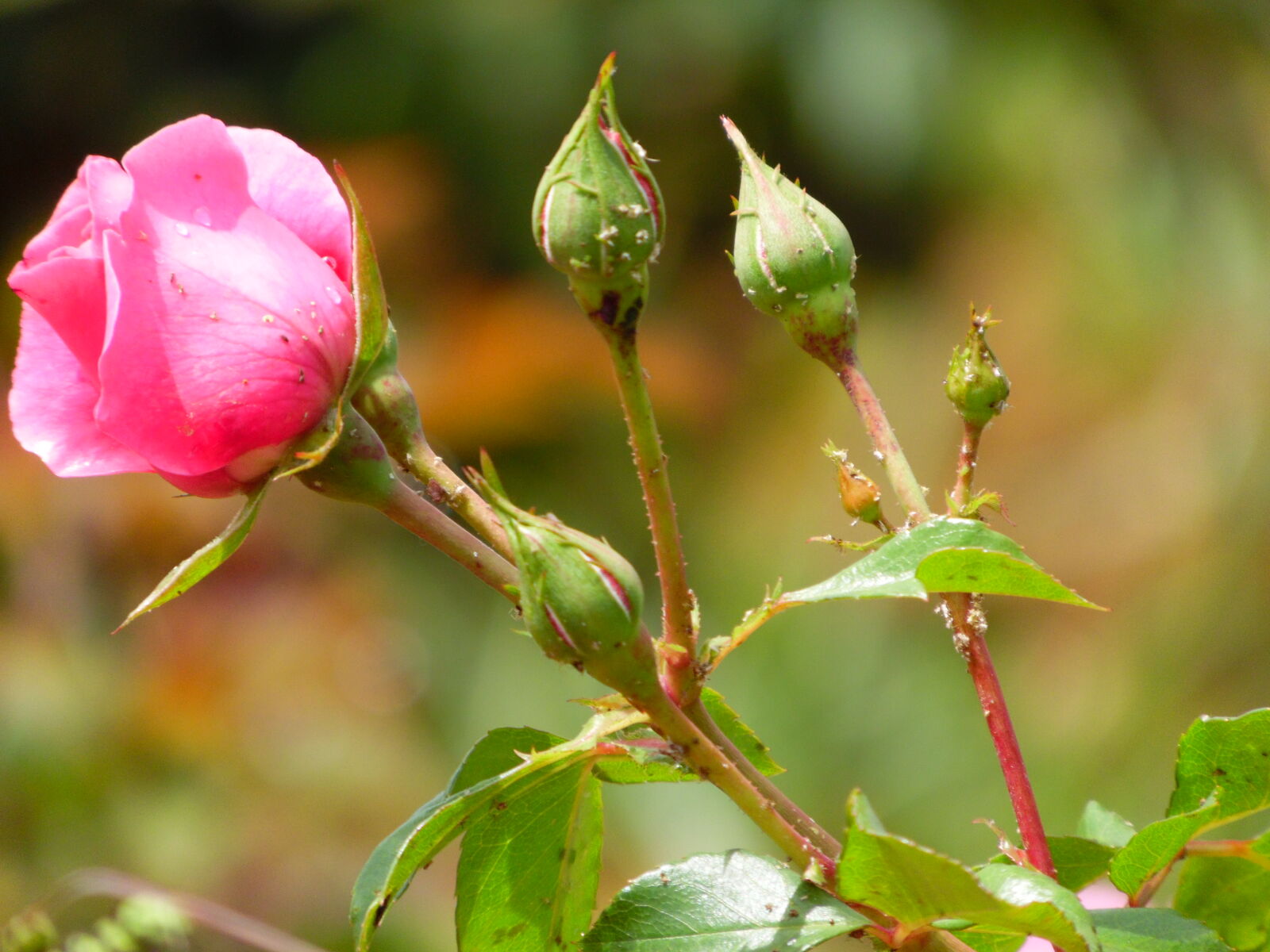 Samsung WB1100F/WB1101F/WB1102F sample photo