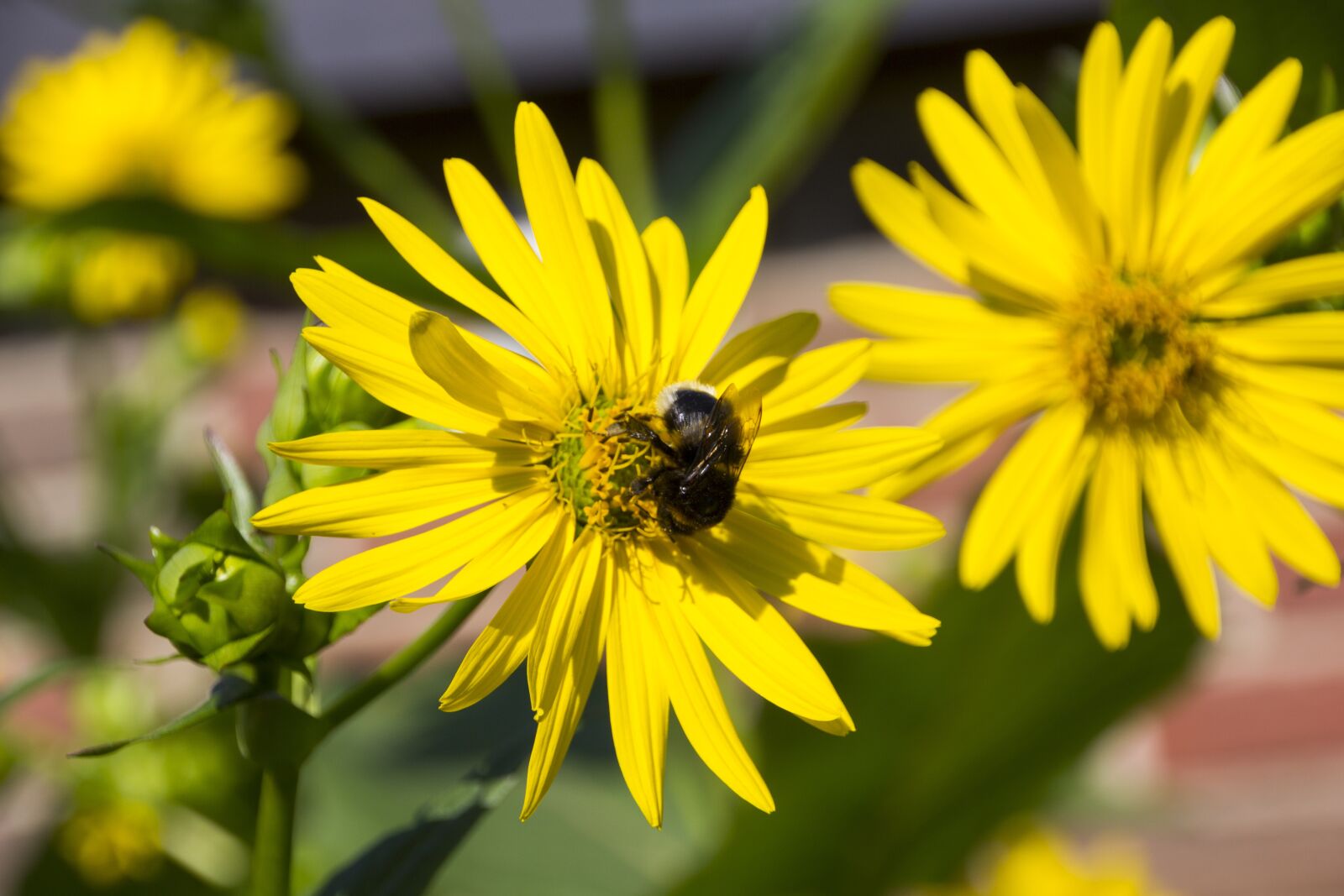 Canon EOS 60D sample photo. Hummel, flower, insect photography